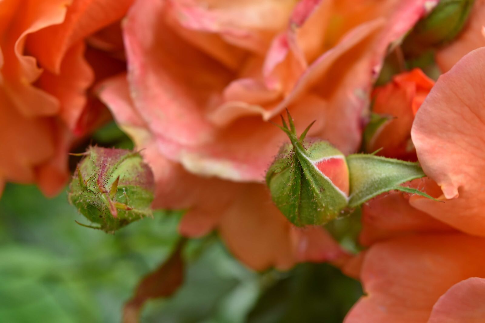 Nikon D5500 sample photo. Flower bud, flower garden photography