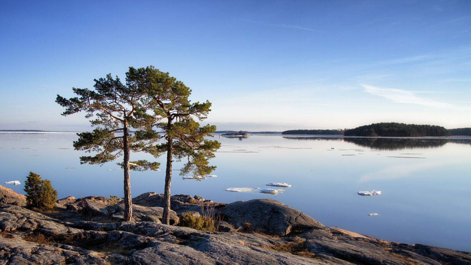 Canon EOS 7D sample photo. Tree, pine, pine trees photography