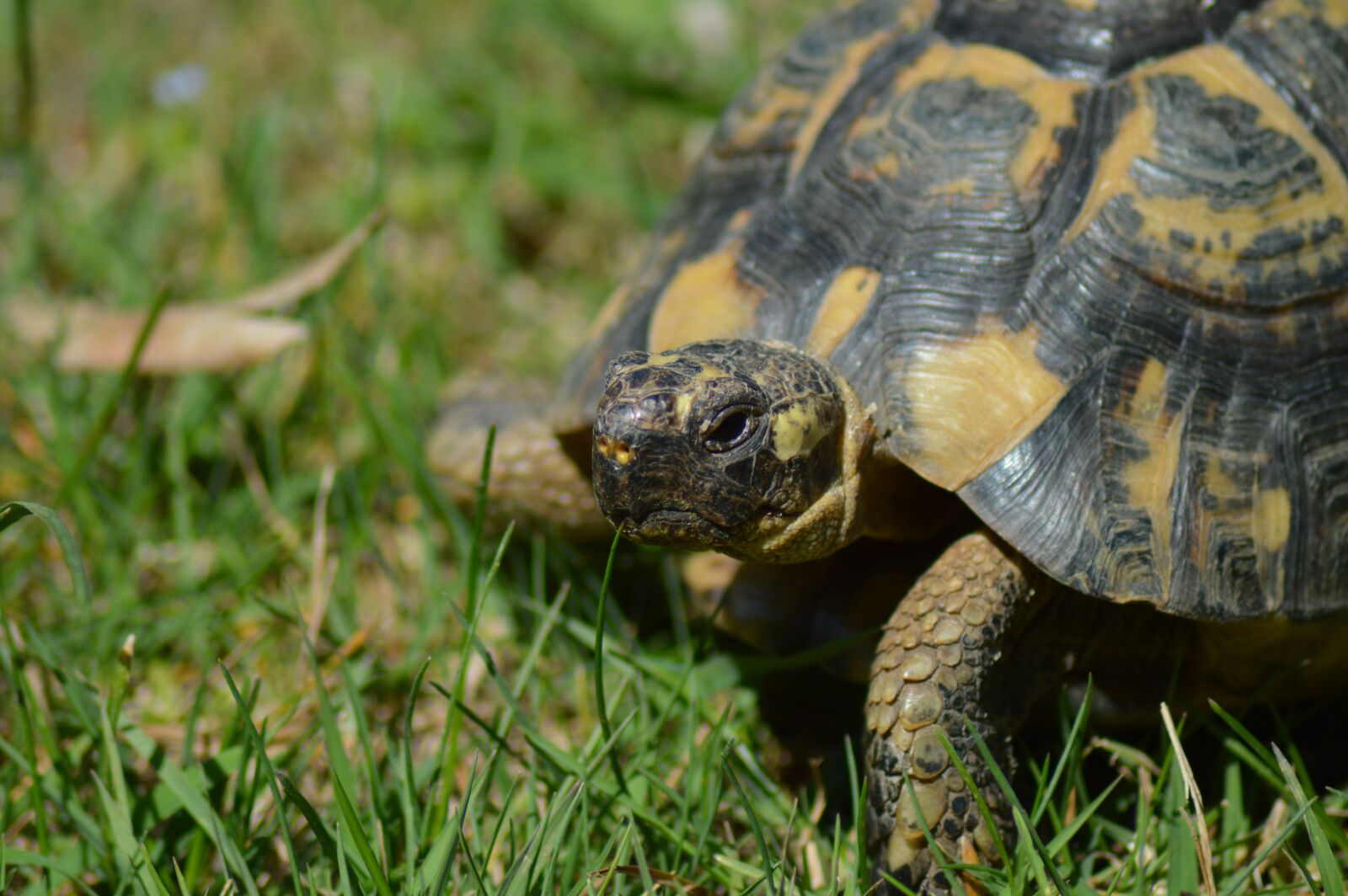 Nikon D3200 sample photo. Turtle, greek tortoise, moorish photography