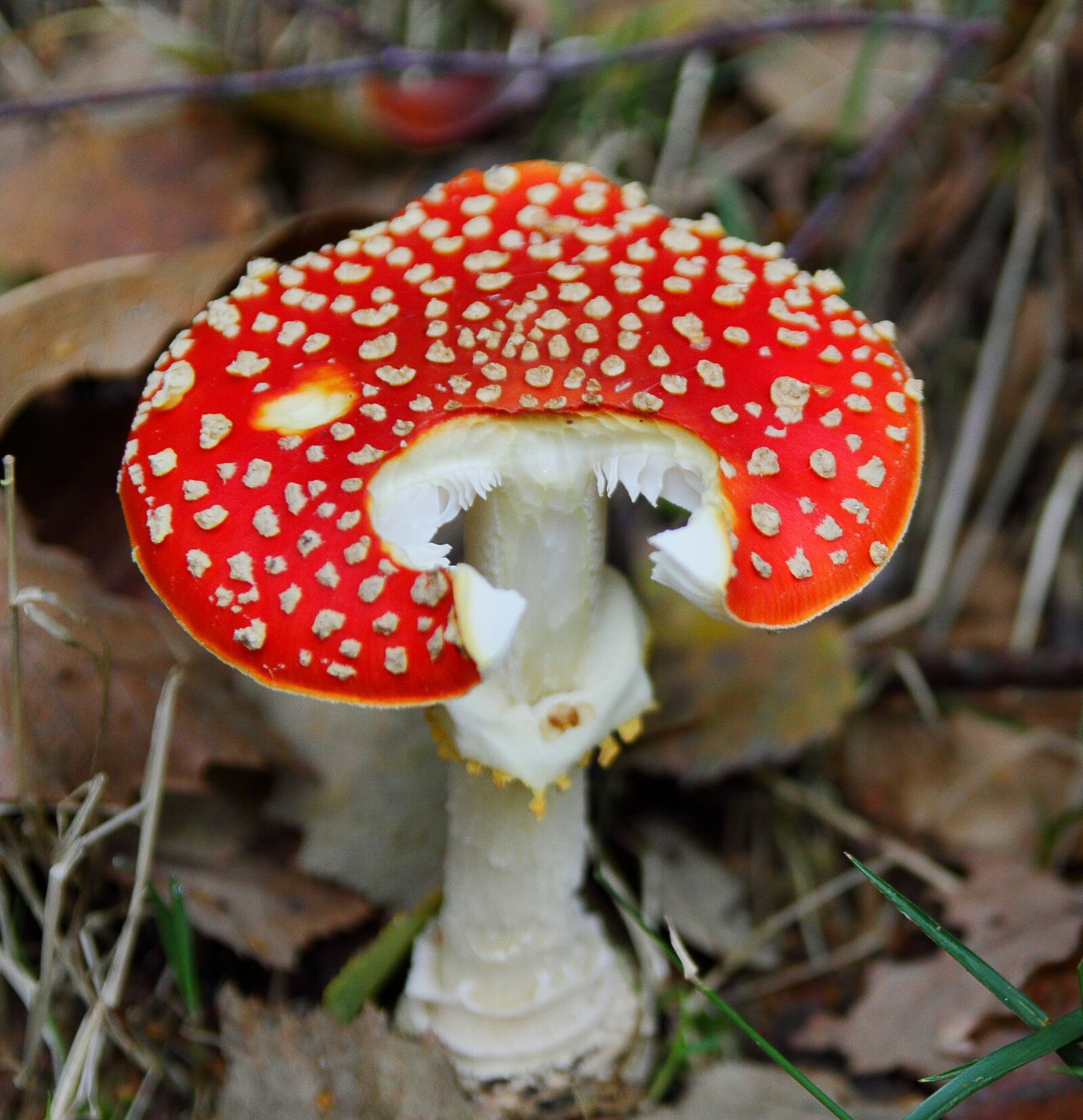 Canon EOS 7D sample photo. Fly agaric, mushroom, toxic photography