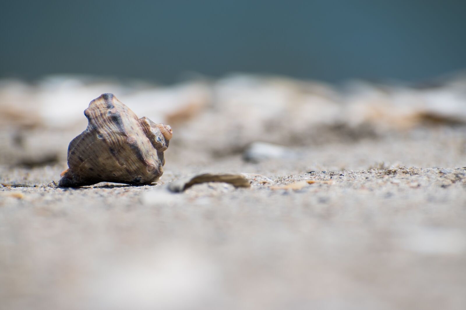 Nikon D5500 sample photo. Sea, seashell, shore photography