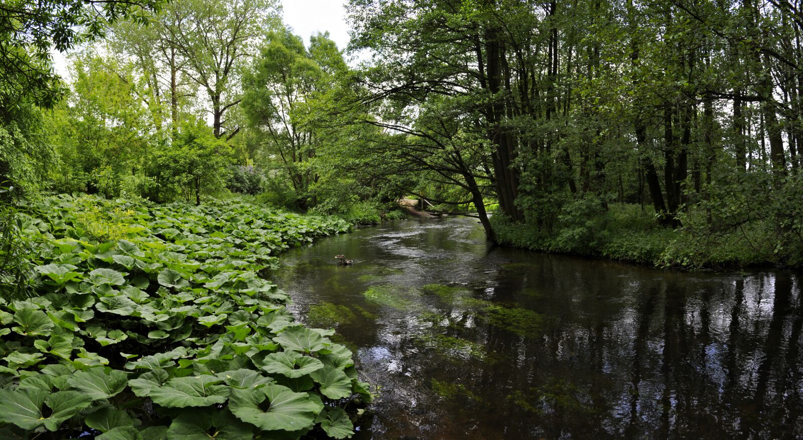 Nikon D5000 sample photo. Nature, monolithic part of photography