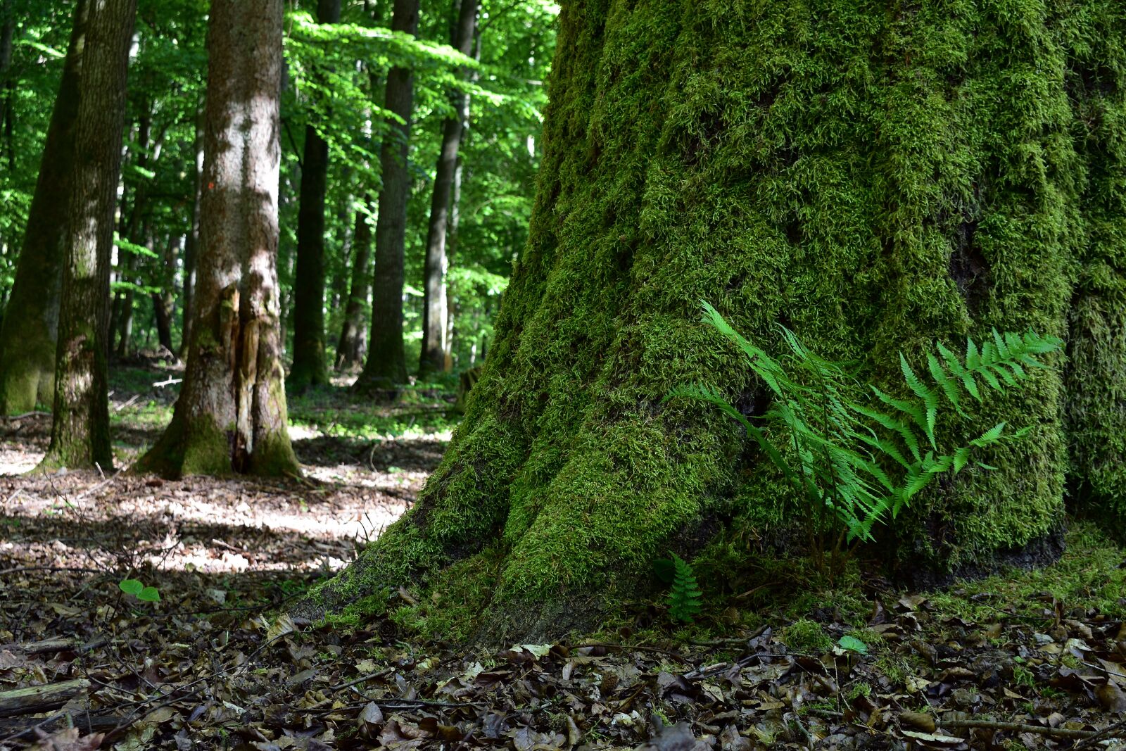 Nikon D3400 sample photo. Forest, nature, landscape photography