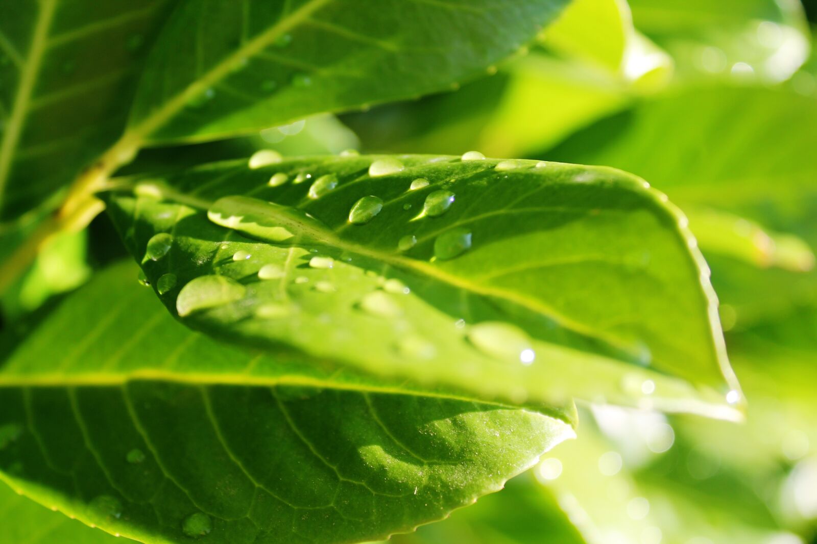 Canon EOS 1100D (EOS Rebel T3 / EOS Kiss X50) sample photo. Leaf, green, plant photography