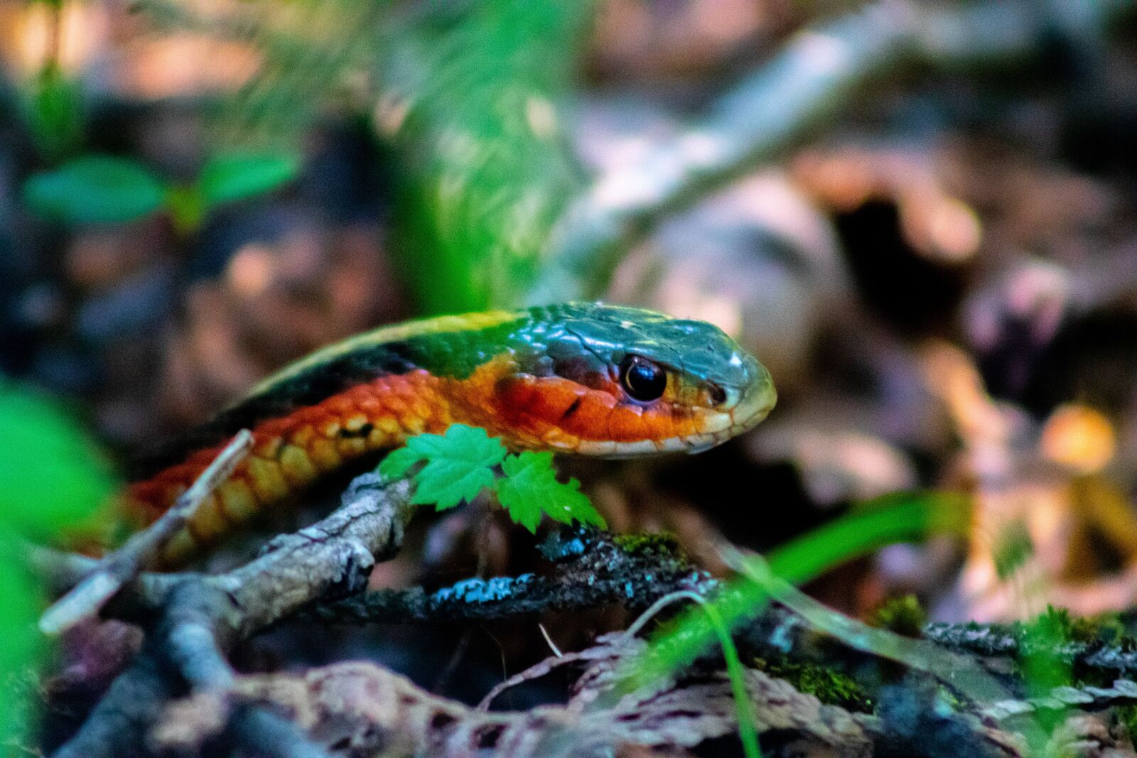 Canon EF75-300mm f/4-5.6 sample photo. Snake, forest, nature photography
