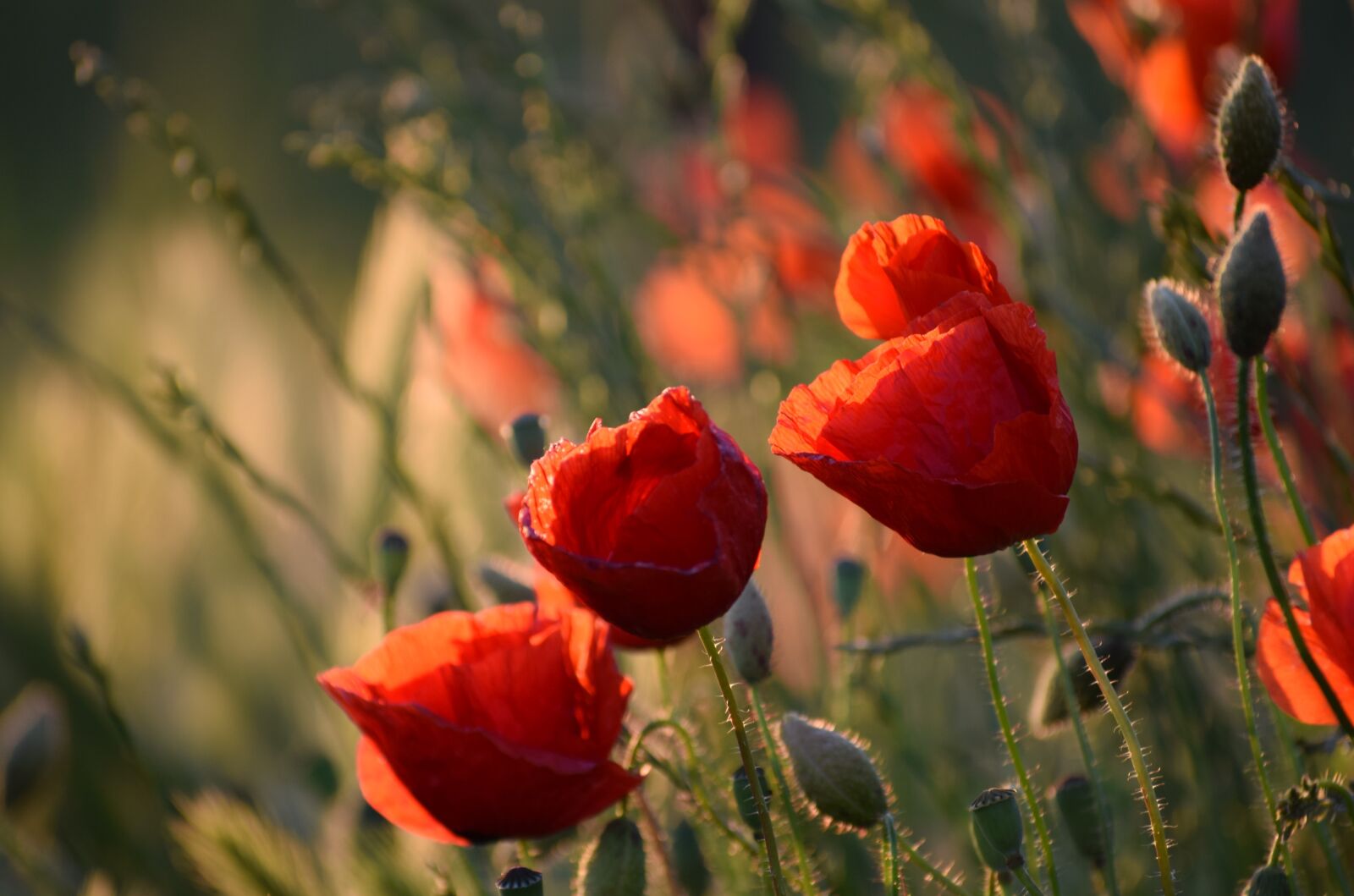 Nikon D3300 sample photo. Red poppys, blooming, evening photography