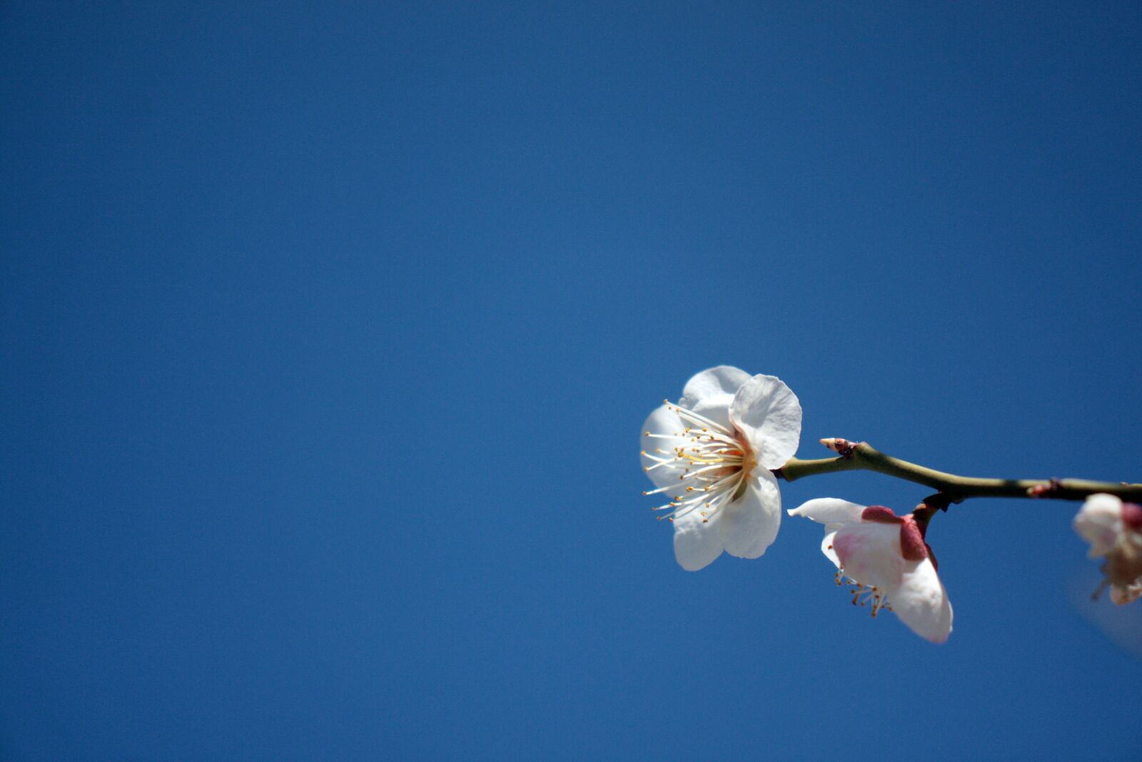 Canon EOS 450D (EOS Rebel XSi / EOS Kiss X2) sample photo. Flower, cherry blossom, flowers photography