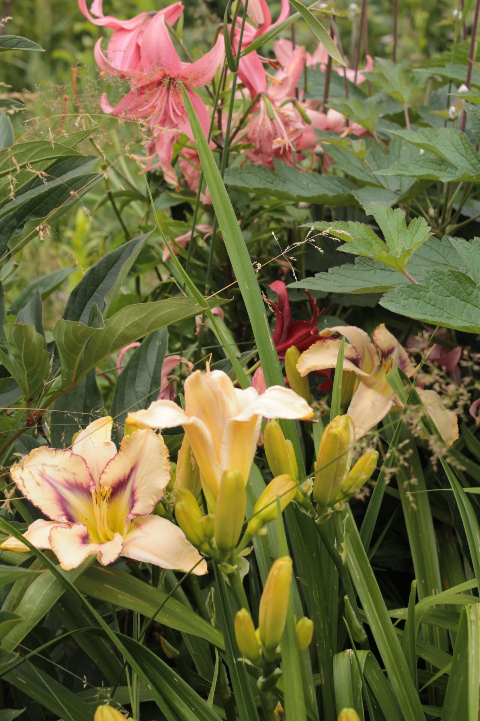 Canon EOS 1100D (EOS Rebel T3 / EOS Kiss X50) sample photo. Flowers, day-lily, garden photography