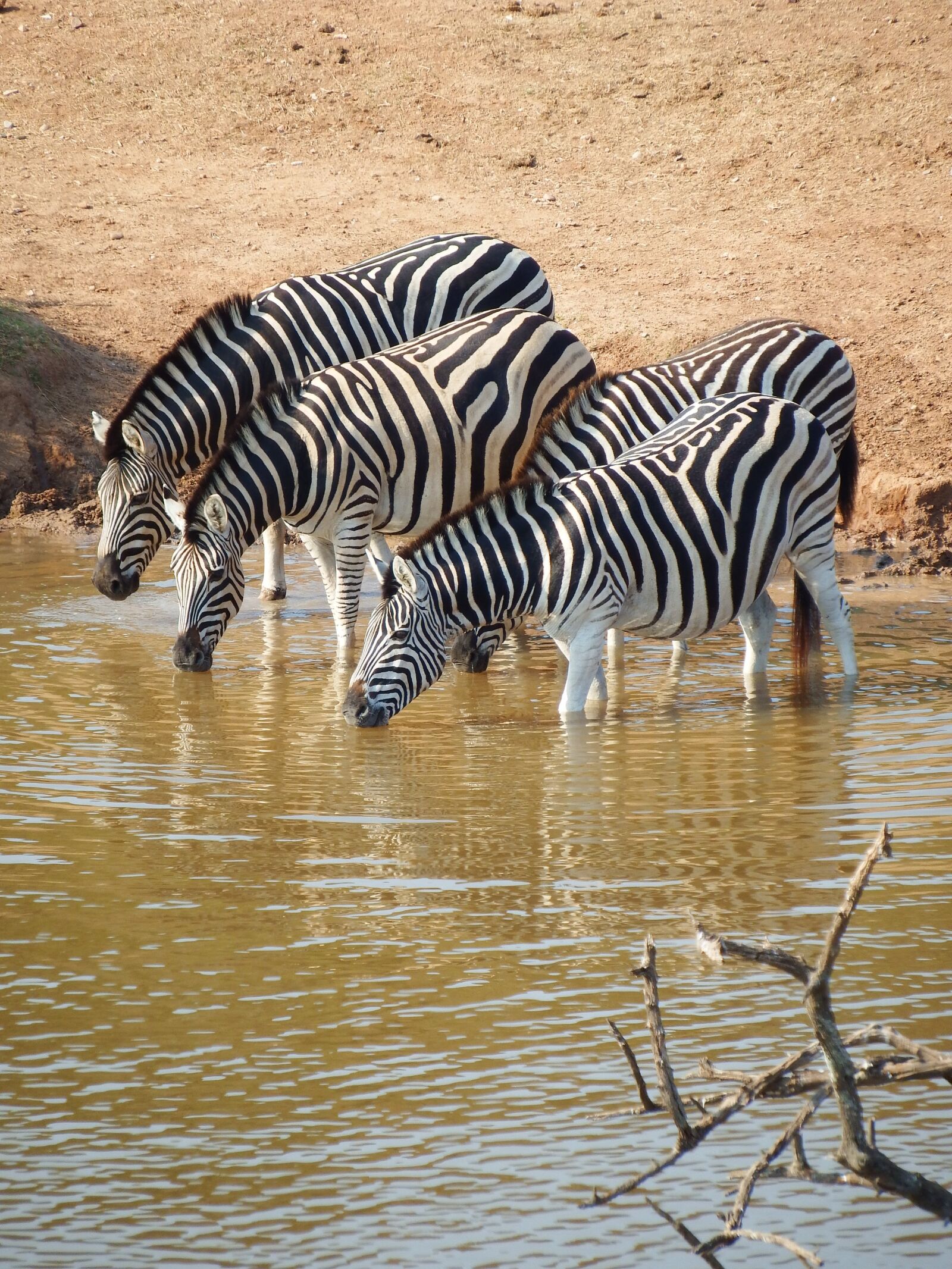 Fujifilm FinePix S1 sample photo. Zebra, addo elephant park photography