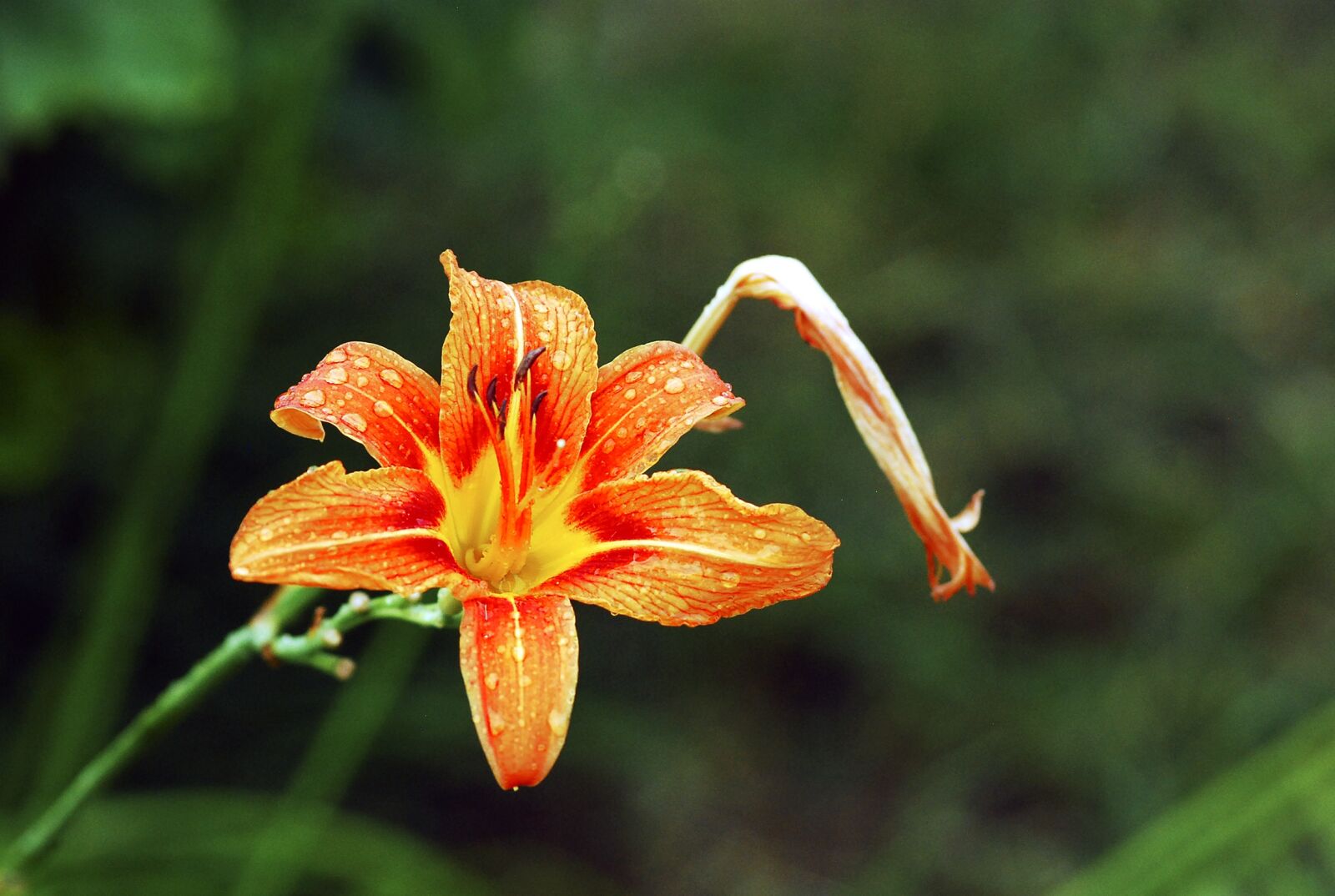 Nikon D80 sample photo. Flower, orange, lily photography