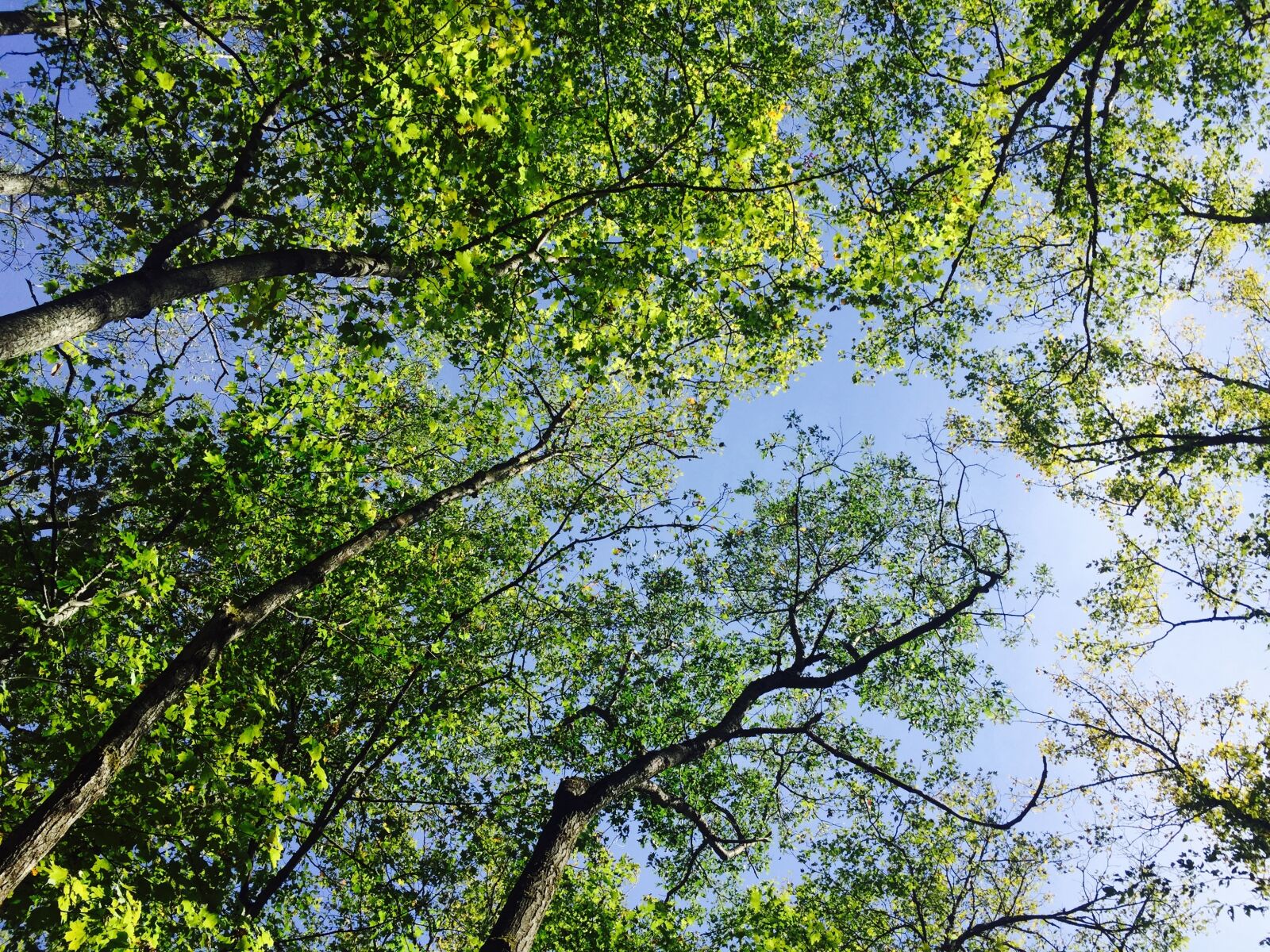 Apple iPhone 6 sample photo. Trees, leaves, foliage photography