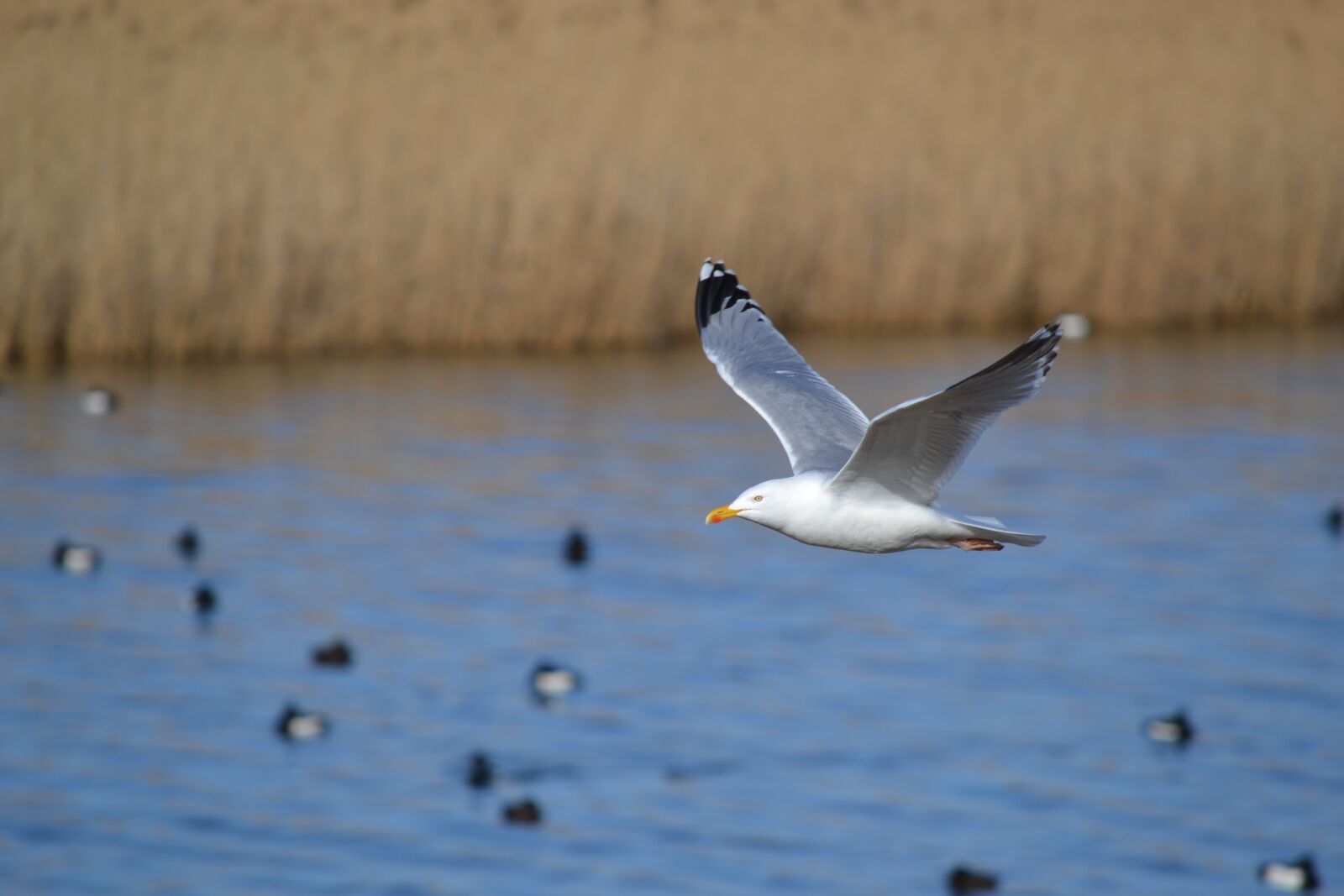 Nikon D3100 sample photo. Seagull, gull, bird photography