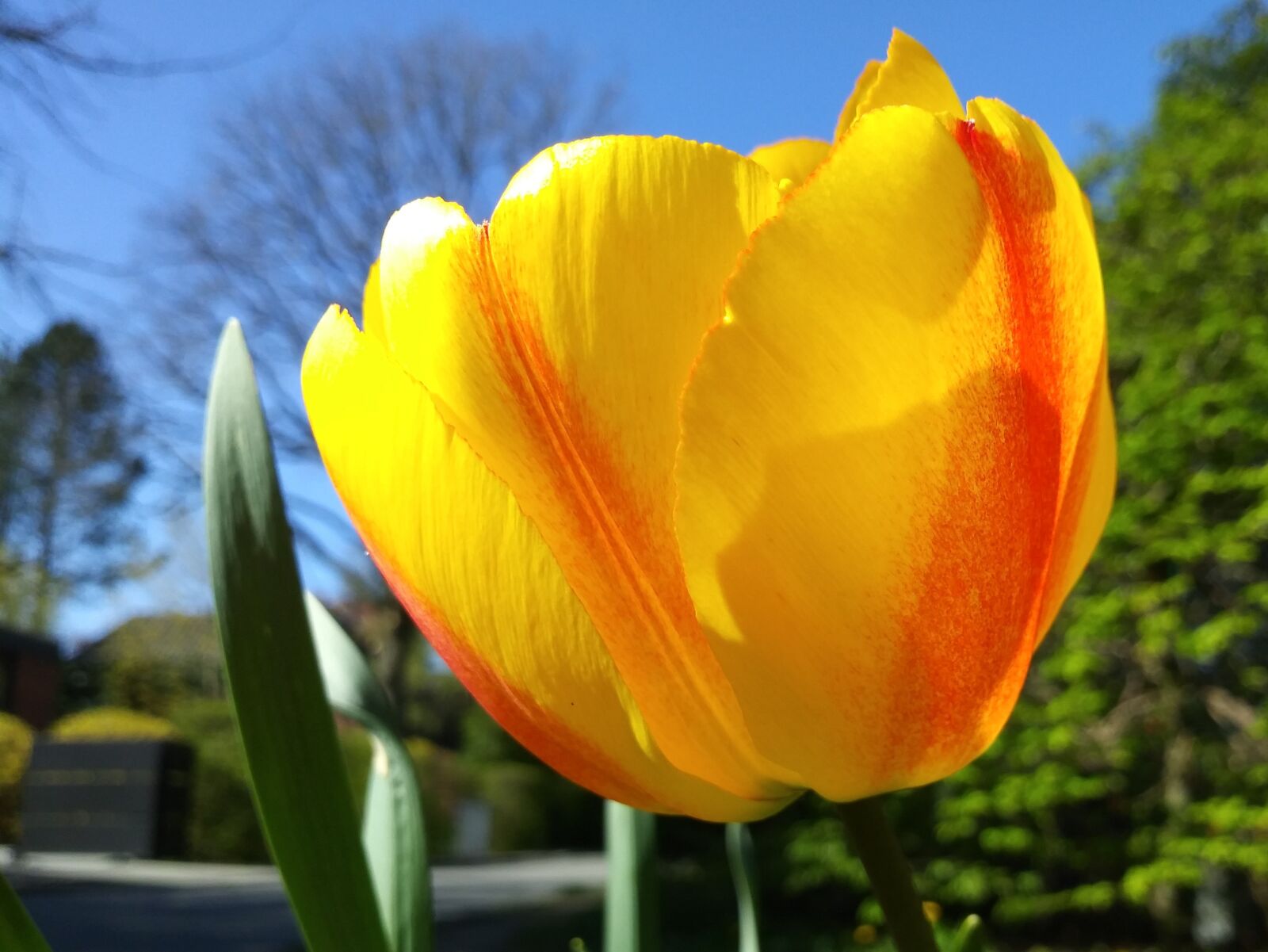 LG Q6 sample photo. Spring, tulips, flowers photography
