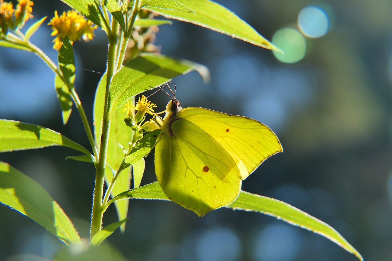 Panasonic Lumix DMC-FZ2500 (Lumix DMC-FZ2000) sample photo. Cloudless sulphur butterfly, flower photography