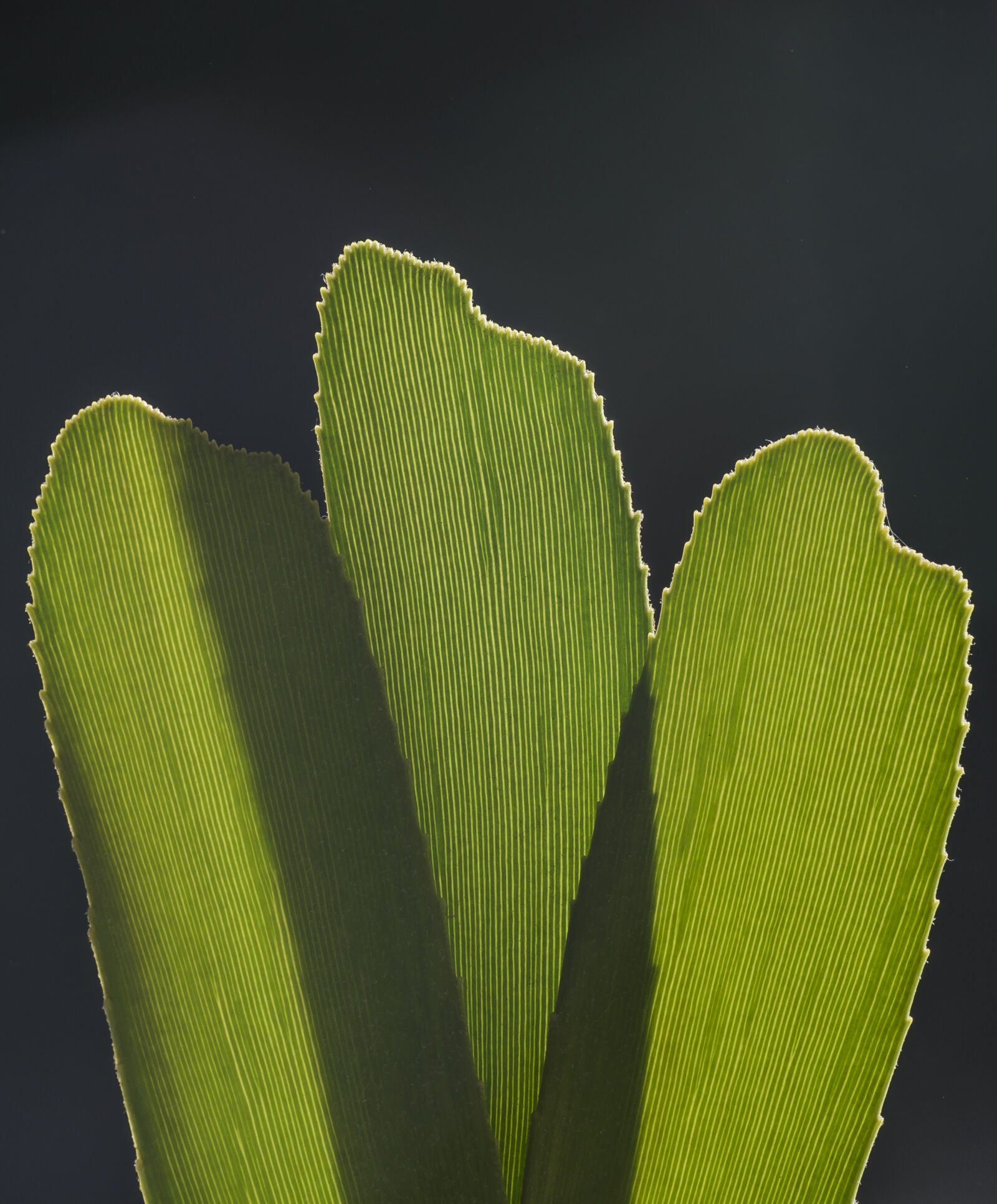 Nikon D7000 + Nikon AF-S Nikkor 50mm F1.8G sample photo. Abstract, abstrato, background, brazilian photography