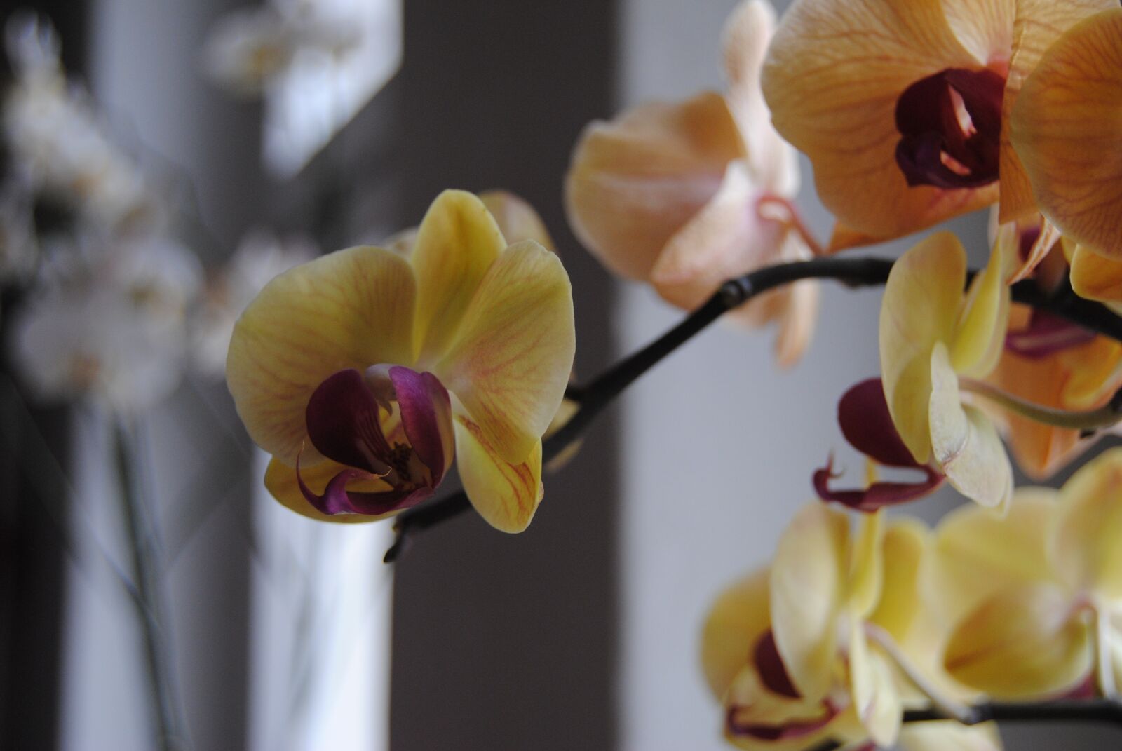 Nikon D3000 sample photo. Flower, branch, plant photography