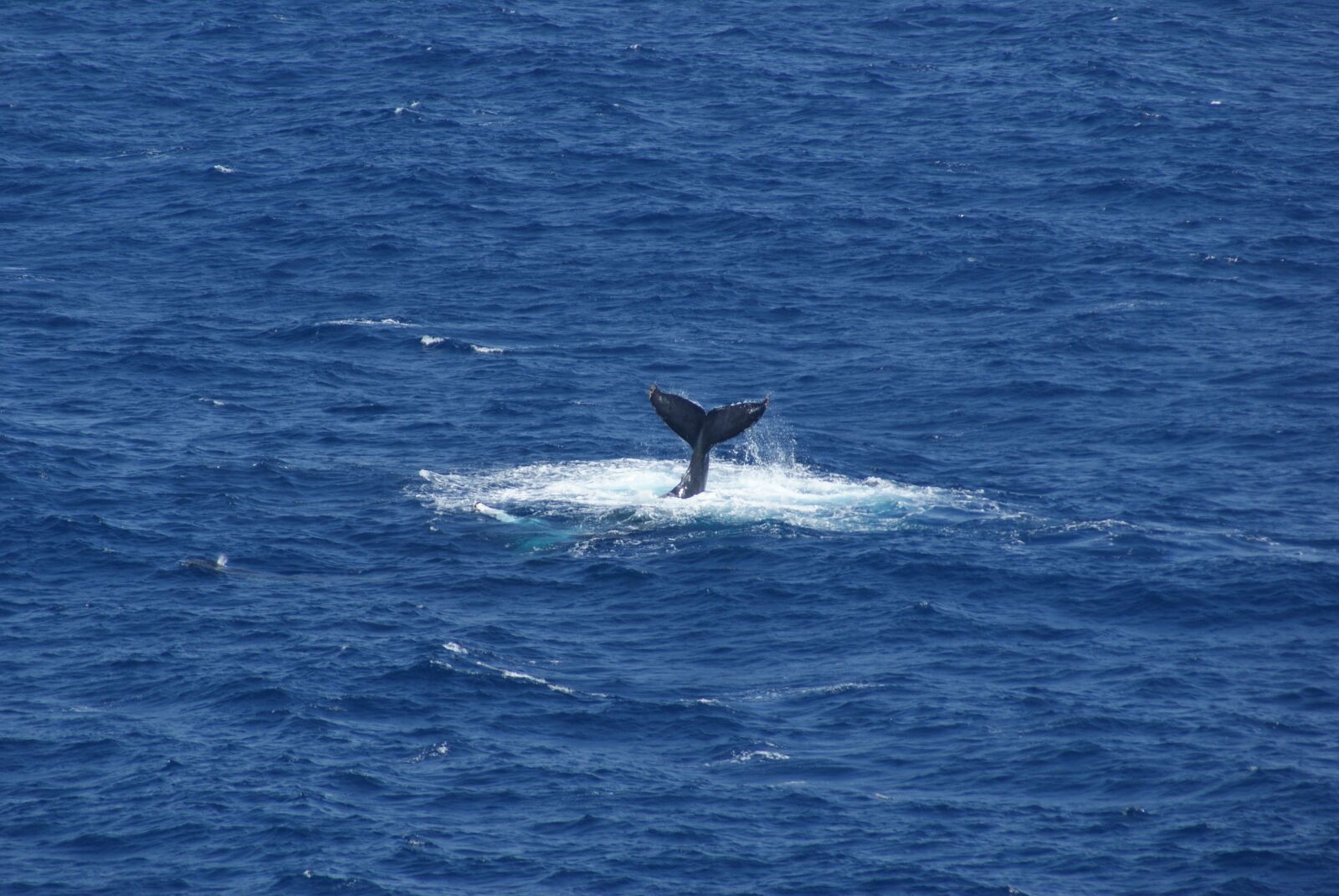 Sony Alpha DSLR-A300 sample photo. Whaletail, whale, tail photography