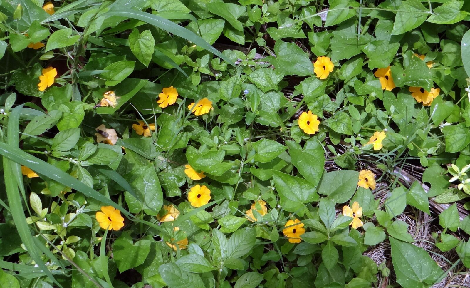 Sony DSC-HX200V sample photo. Brown-eyed susanne, flower, susanne photography