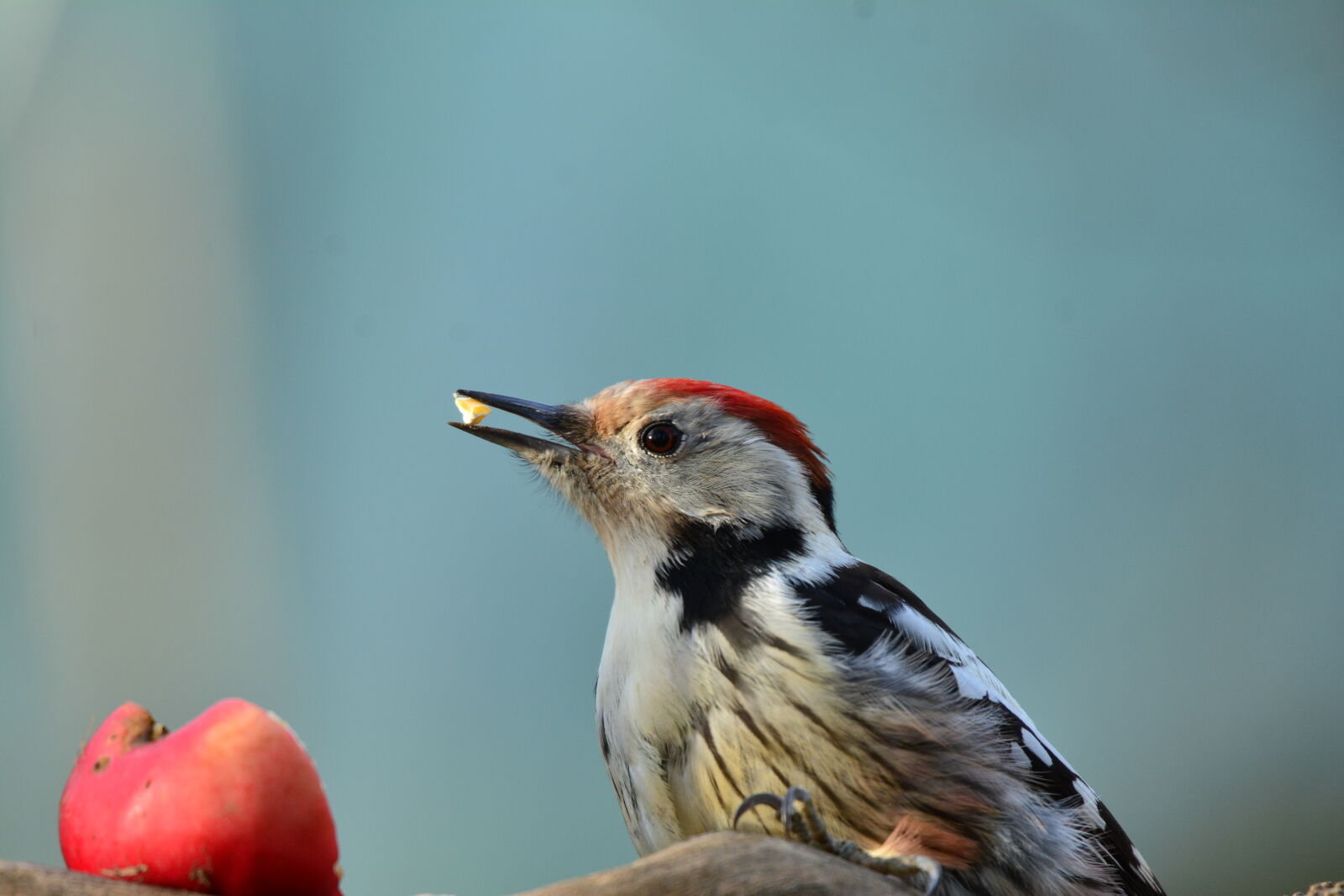 Nikon D7100 sample photo