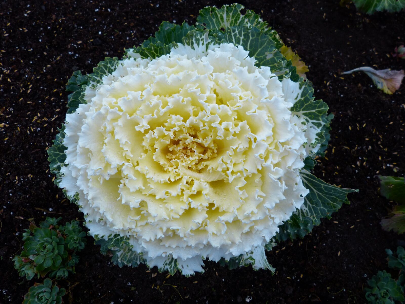 Panasonic Lumix DMC-FZ150 sample photo. Cabbage, flower, vegetables photography