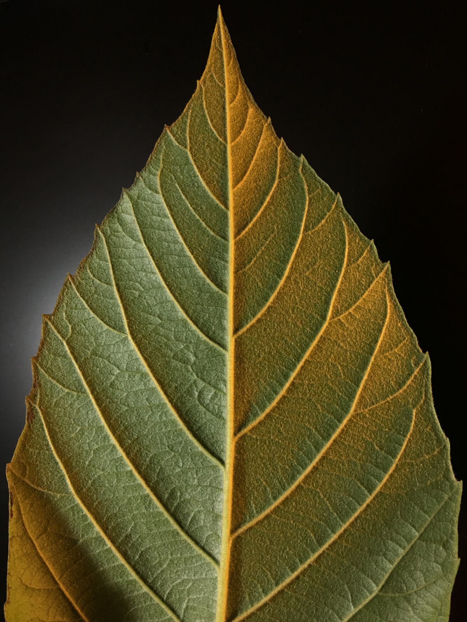 Apple iPhone 6s Plus sample photo. Leaf, ribbing, green photography