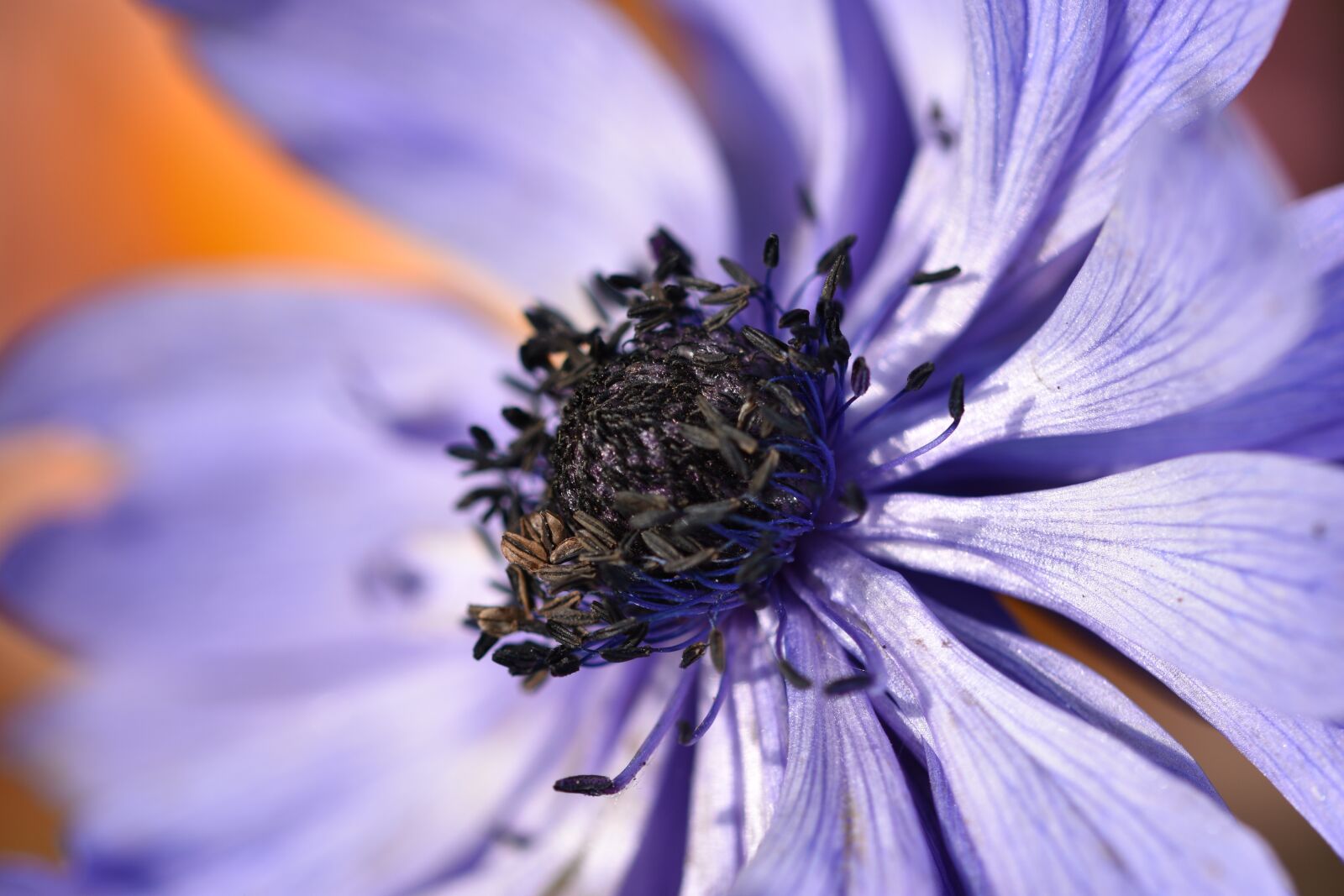 Nikon D3400 sample photo. Anemone, purple, flower photography