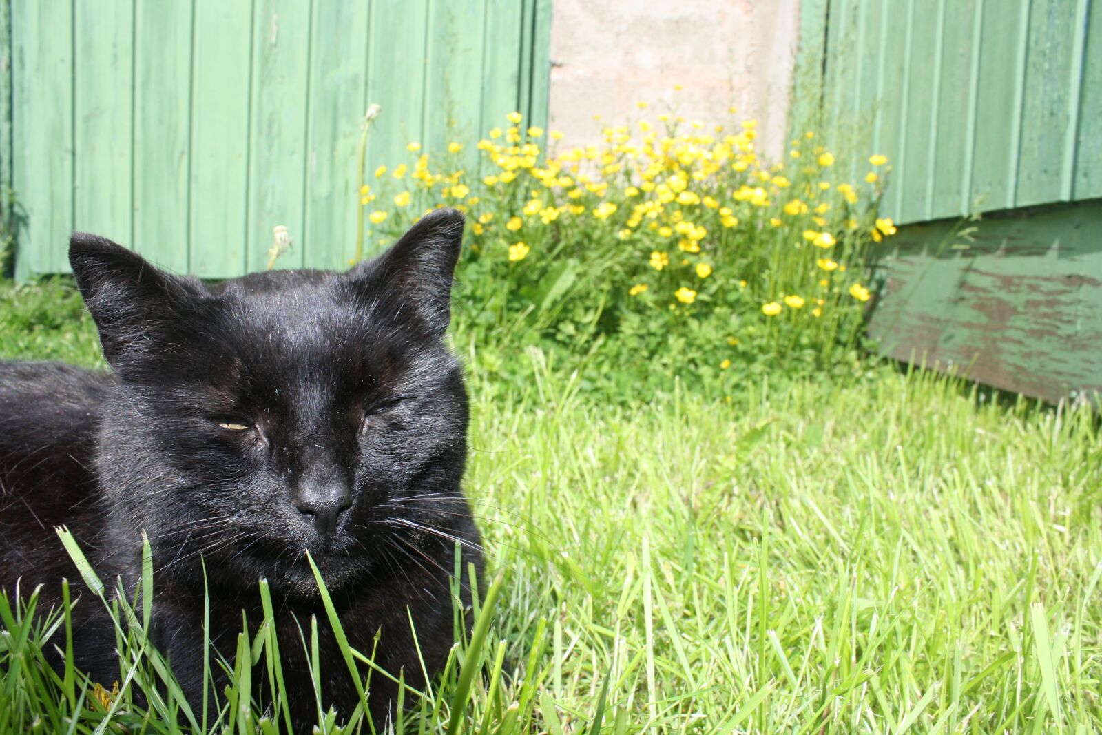 Canon EOS 1000D (EOS Digital Rebel XS / EOS Kiss F) sample photo. Summer, cat, animals photography