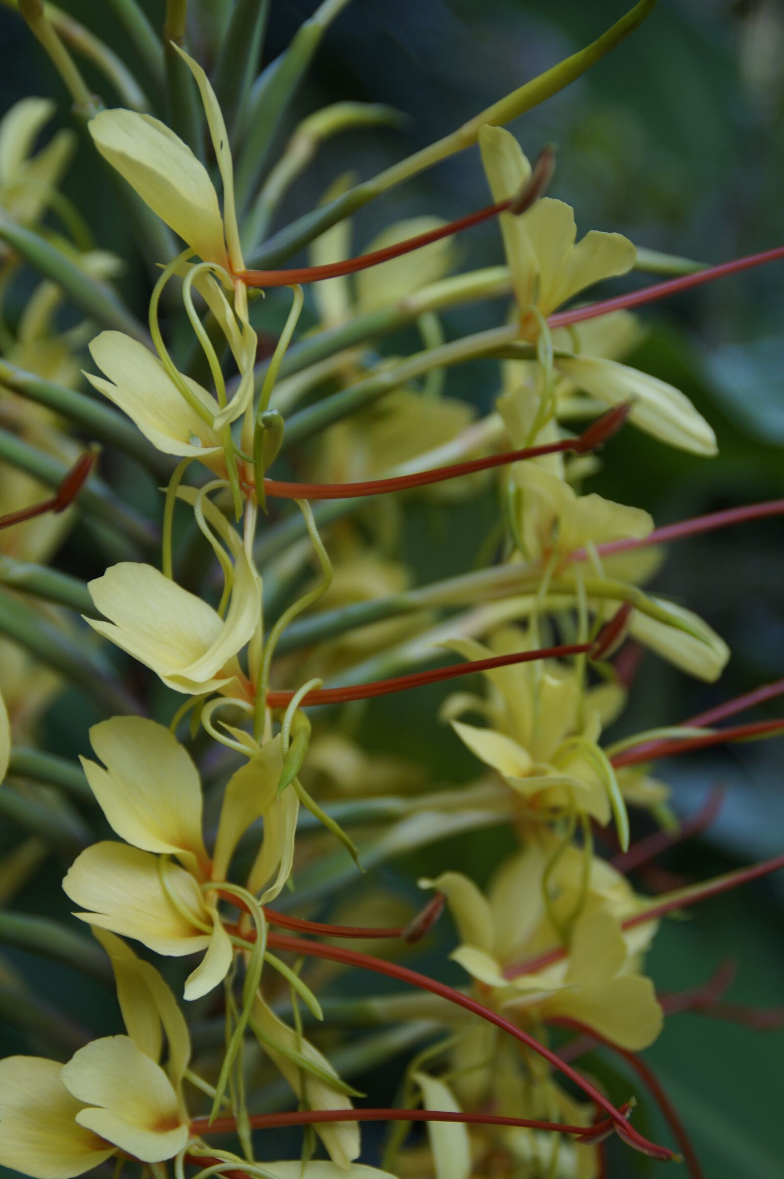 Sony SLT-A58 sample photo. Exot, exotic, plant photography
