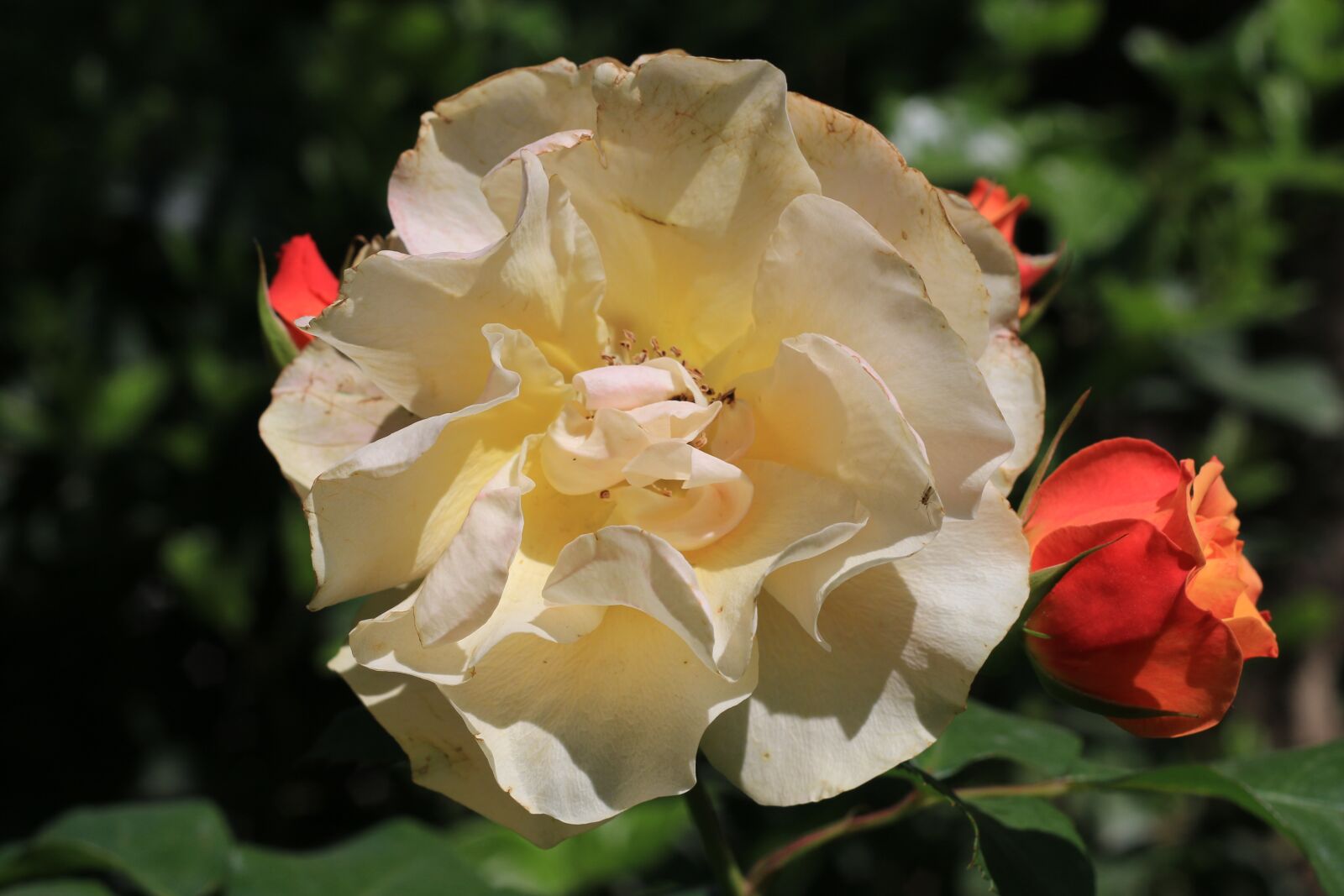 Canon EOS 70D + Canon EF 50mm F1.8 II sample photo. Rose, white, flower photography