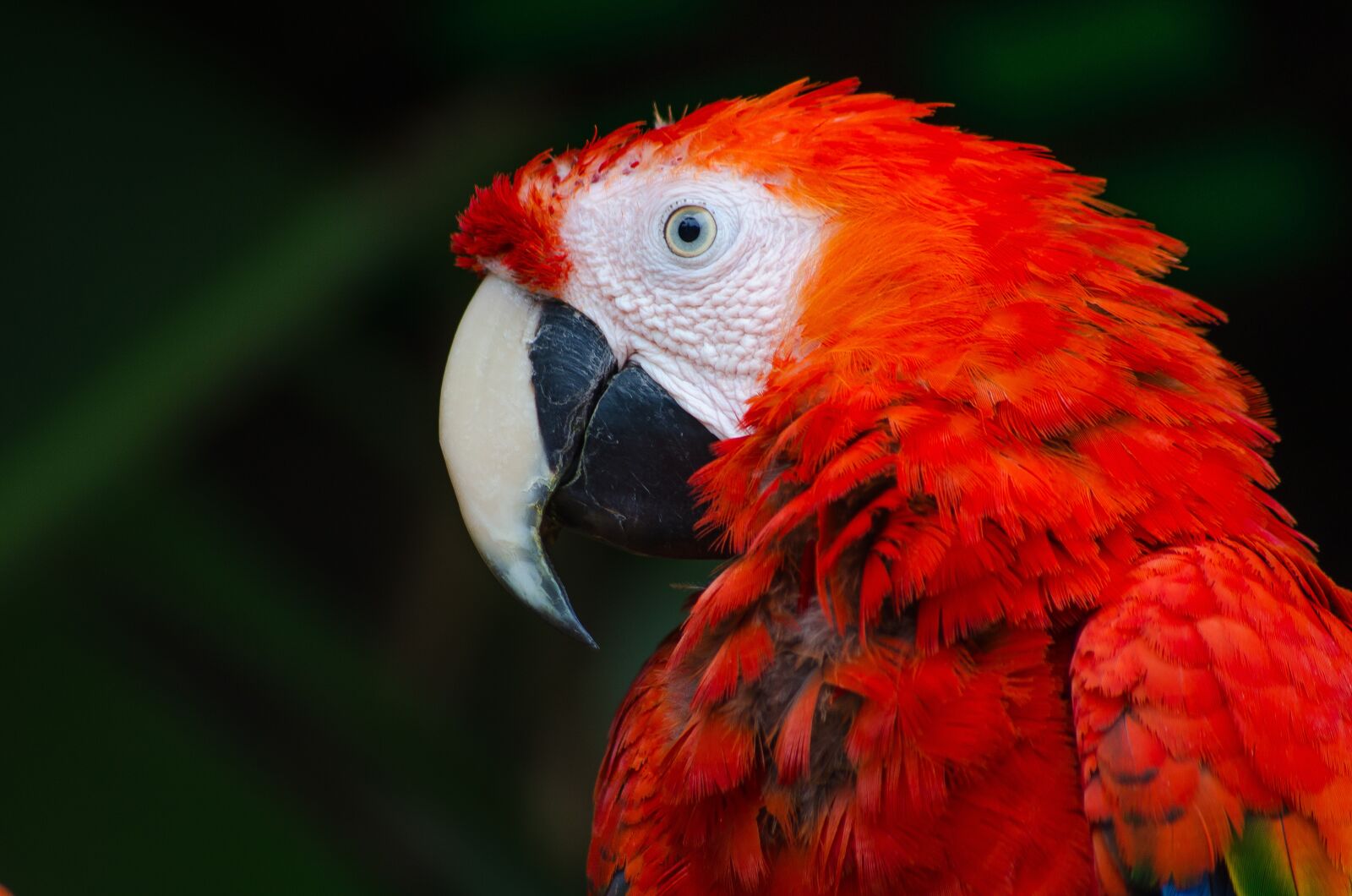 Nikon D7000 sample photo. Animal, bird, close-up photography