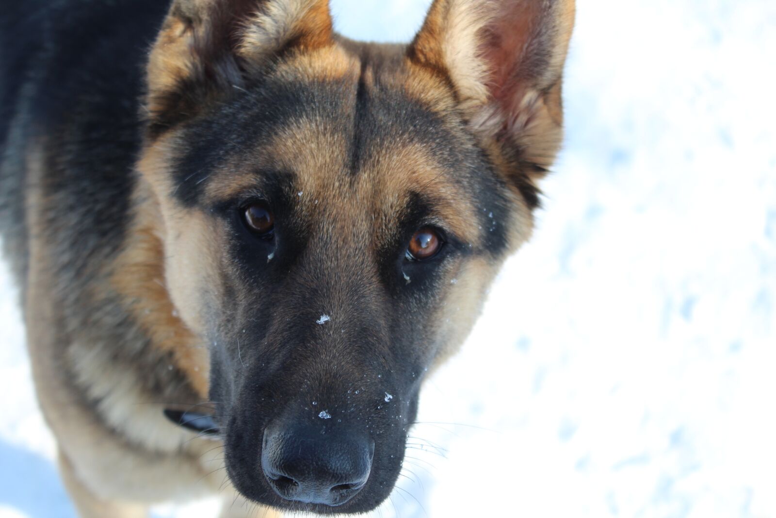 Canon EOS 1300D (EOS Rebel T6 / EOS Kiss X80) sample photo. Dog, canine, pet photography
