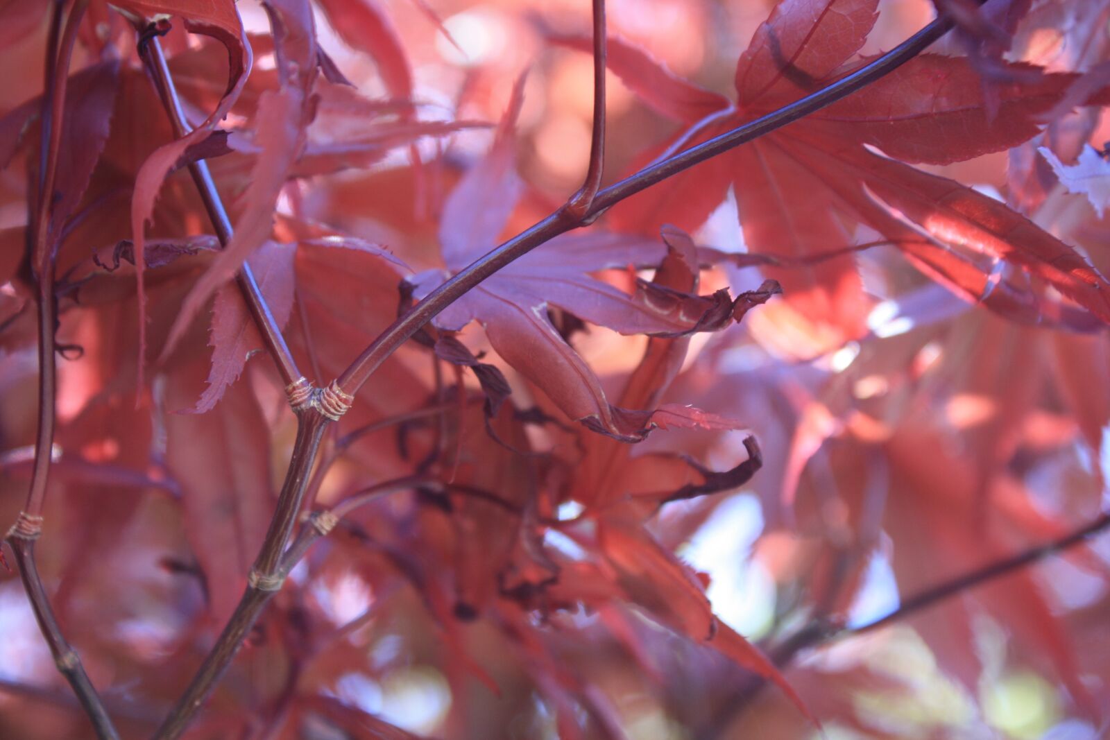 Canon EOS 1000D (EOS Digital Rebel XS / EOS Kiss F) sample photo. Leaves, leaf, red photography