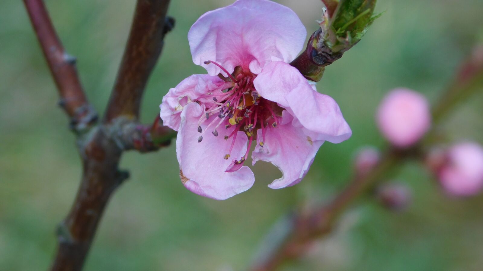 Nikon Coolpix L840 sample photo. Spring, bloom, nature photography