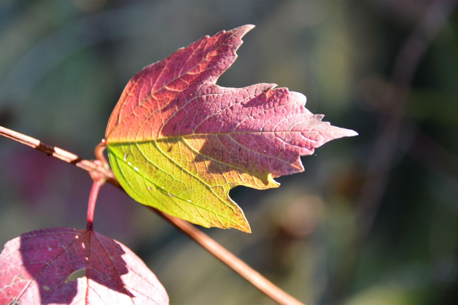 Nikon D5200 sample photo. Fall, leaves, light photography