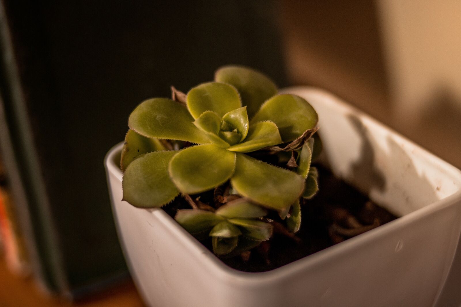 ZEISS Milvus 35mm F1.4 sample photo. Plant, flowerpot, cactus photography