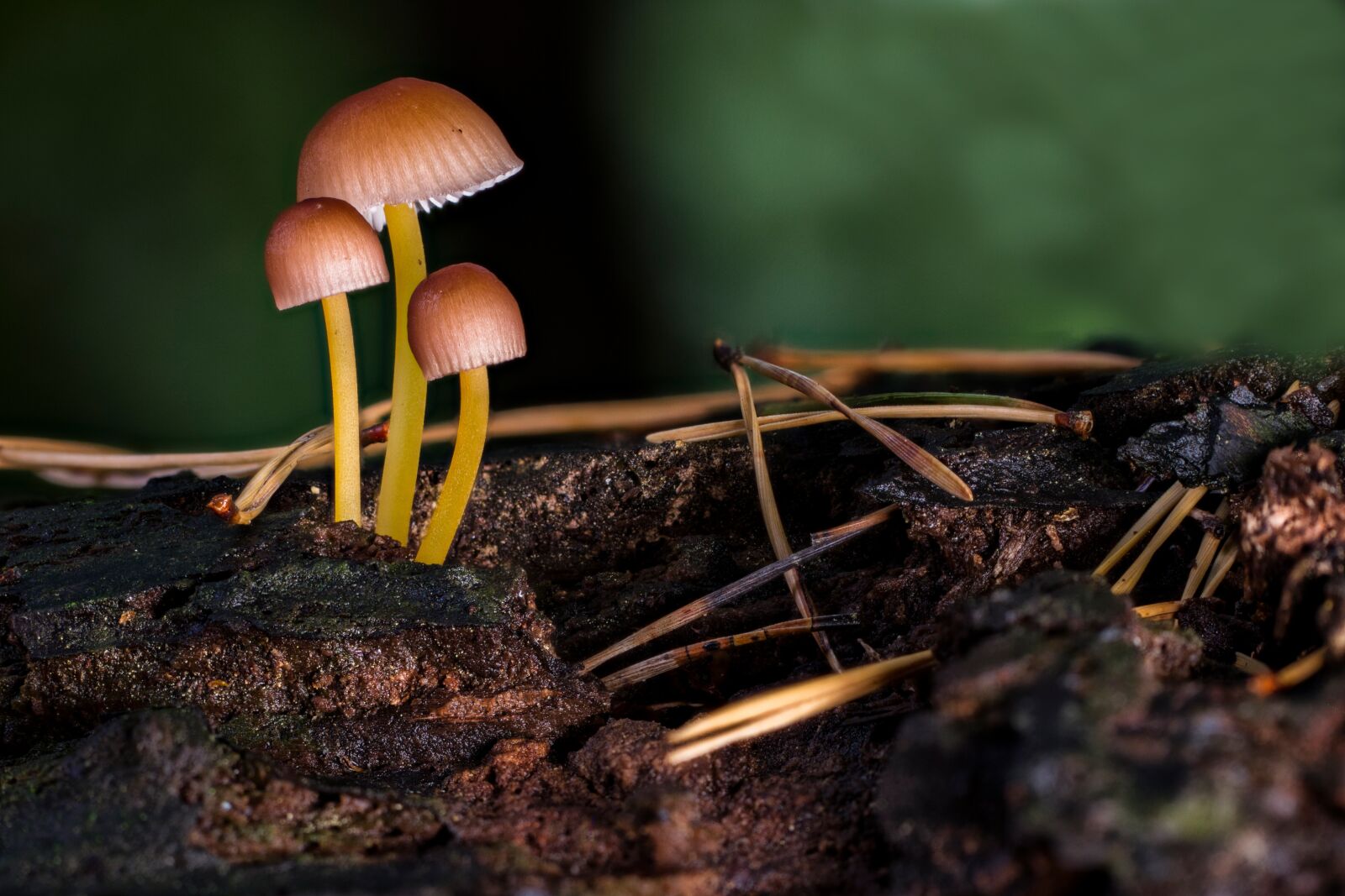 Tamron SP AF 60mm F2 Di II LD IF Macro sample photo. Mushroom, mushrooms, sponge photography