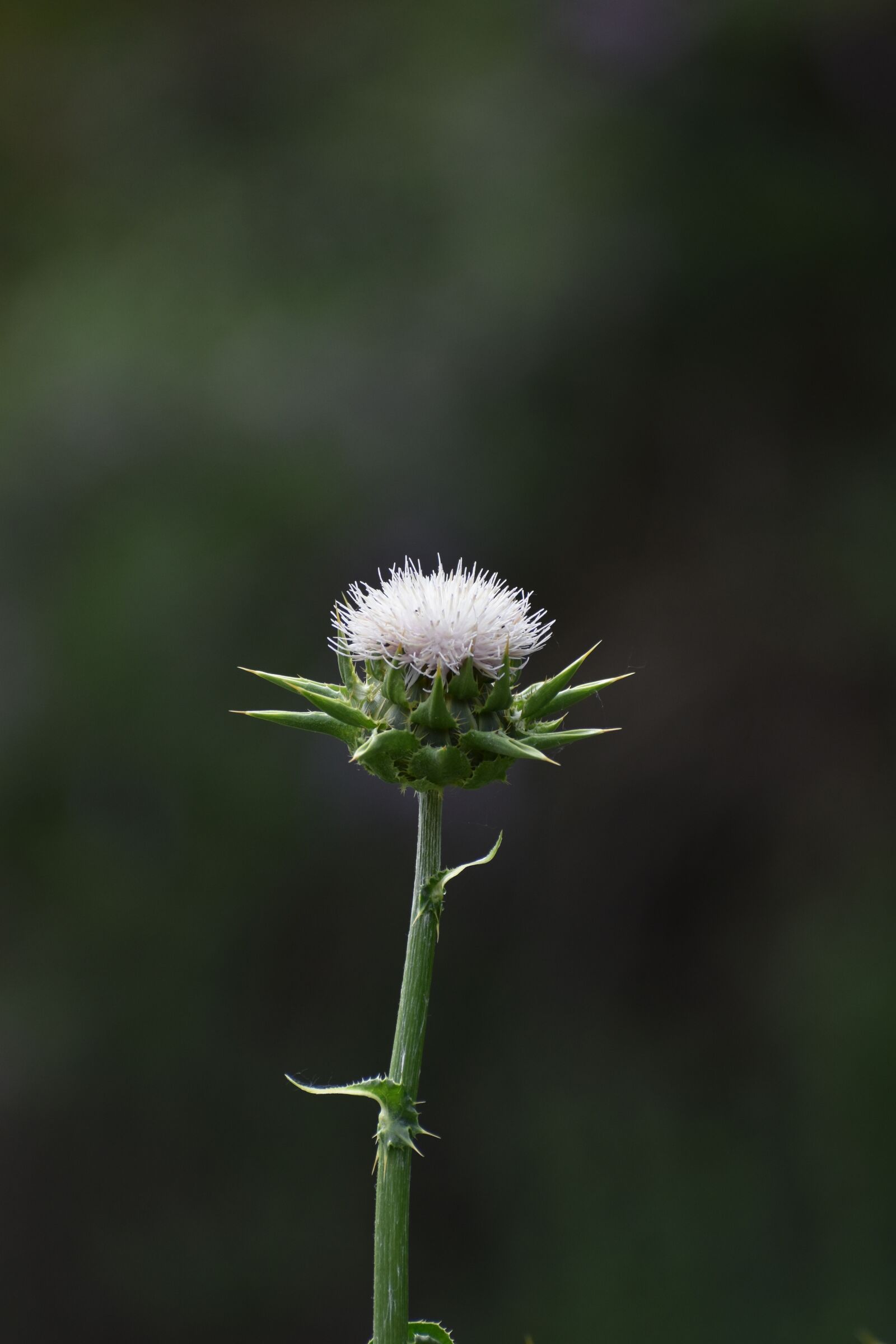 Nikon D3500 sample photo. Flowers, spring, flora photography