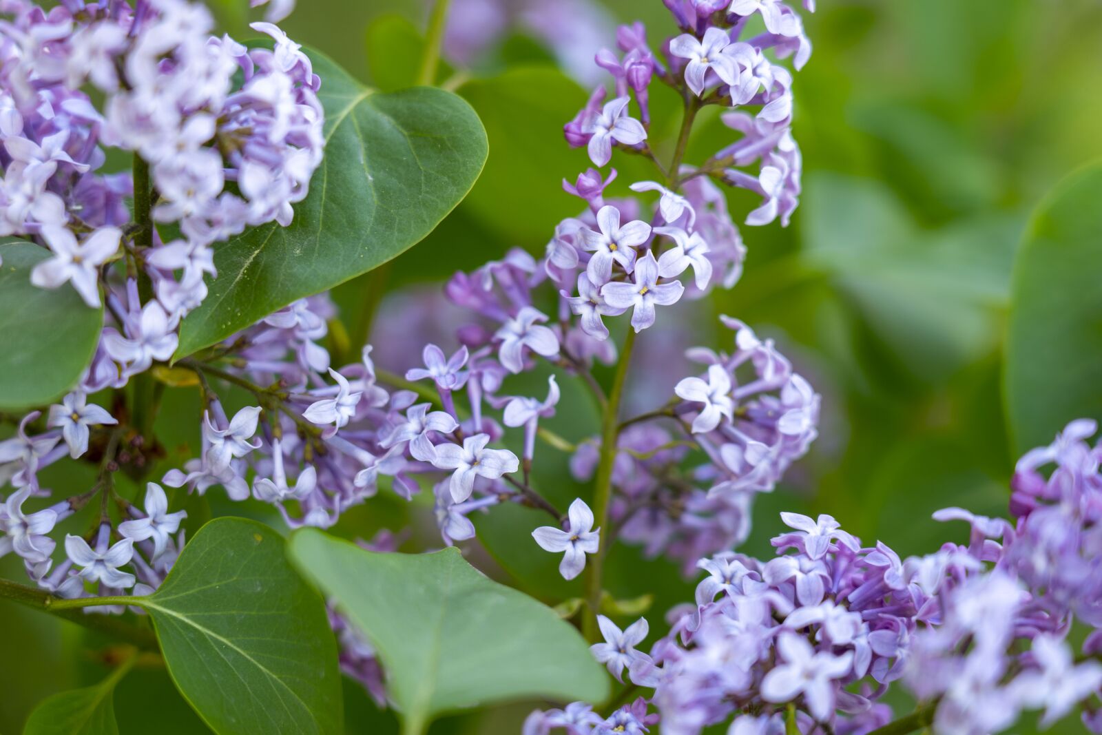 Sony FE 24-105mm F4 G OSS sample photo. Lilac, flower, spring photography