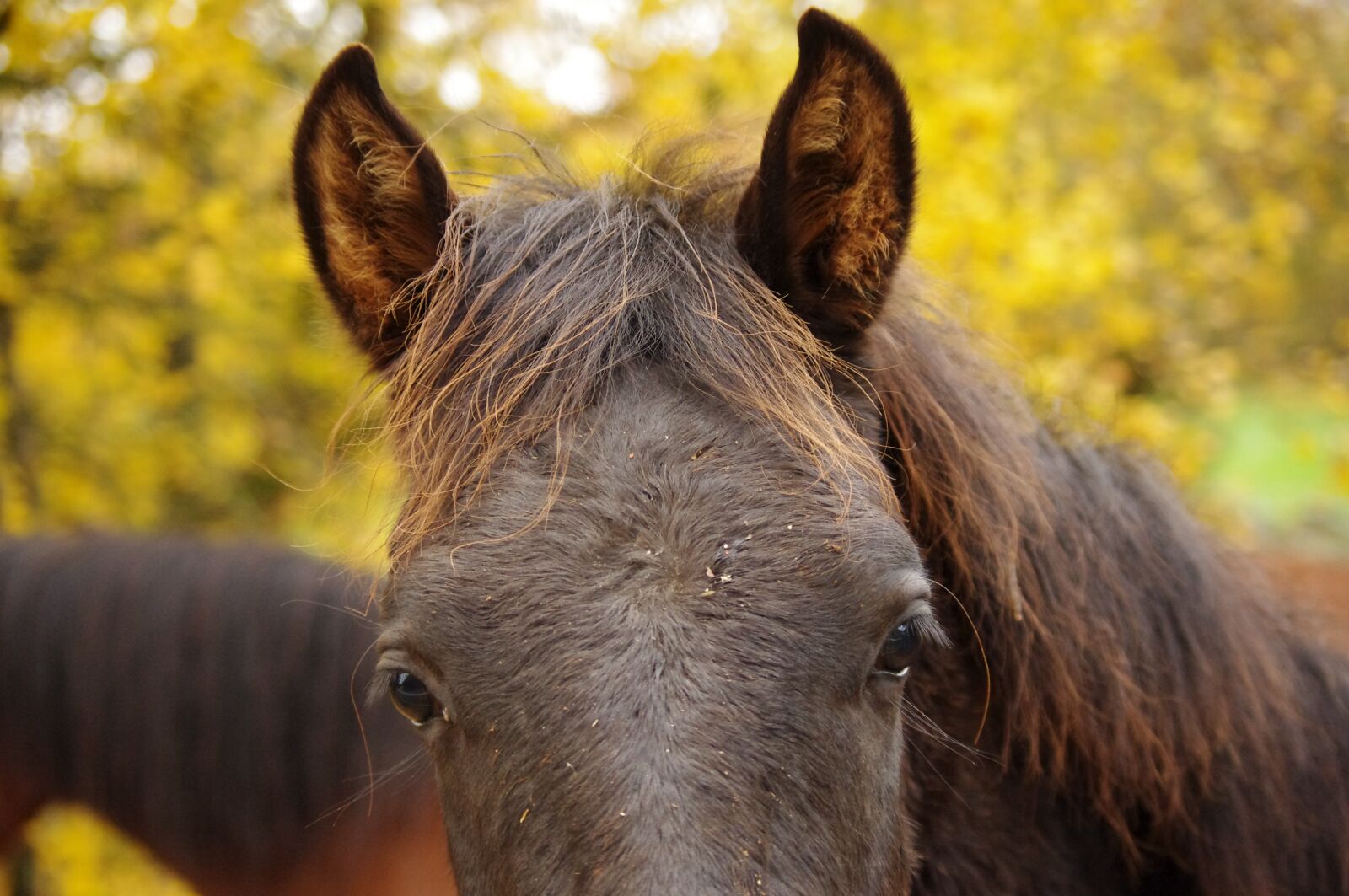 Pentax K-x sample photo. Foal, horse, equine photography