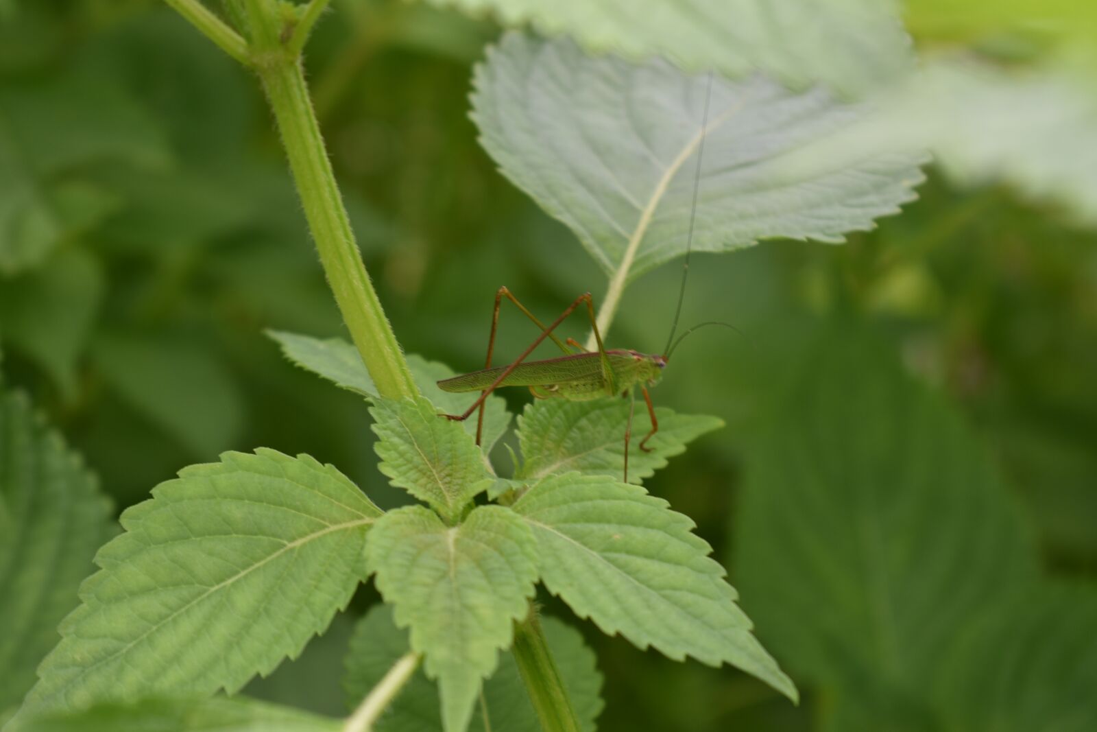 Nikon D750 sample photo. The chi, the insects photography
