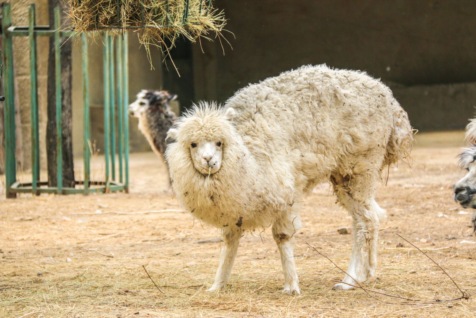 Canon EF-S 18-200mm F3.5-5.6 IS sample photo. Alpaca, zoo, cute photography