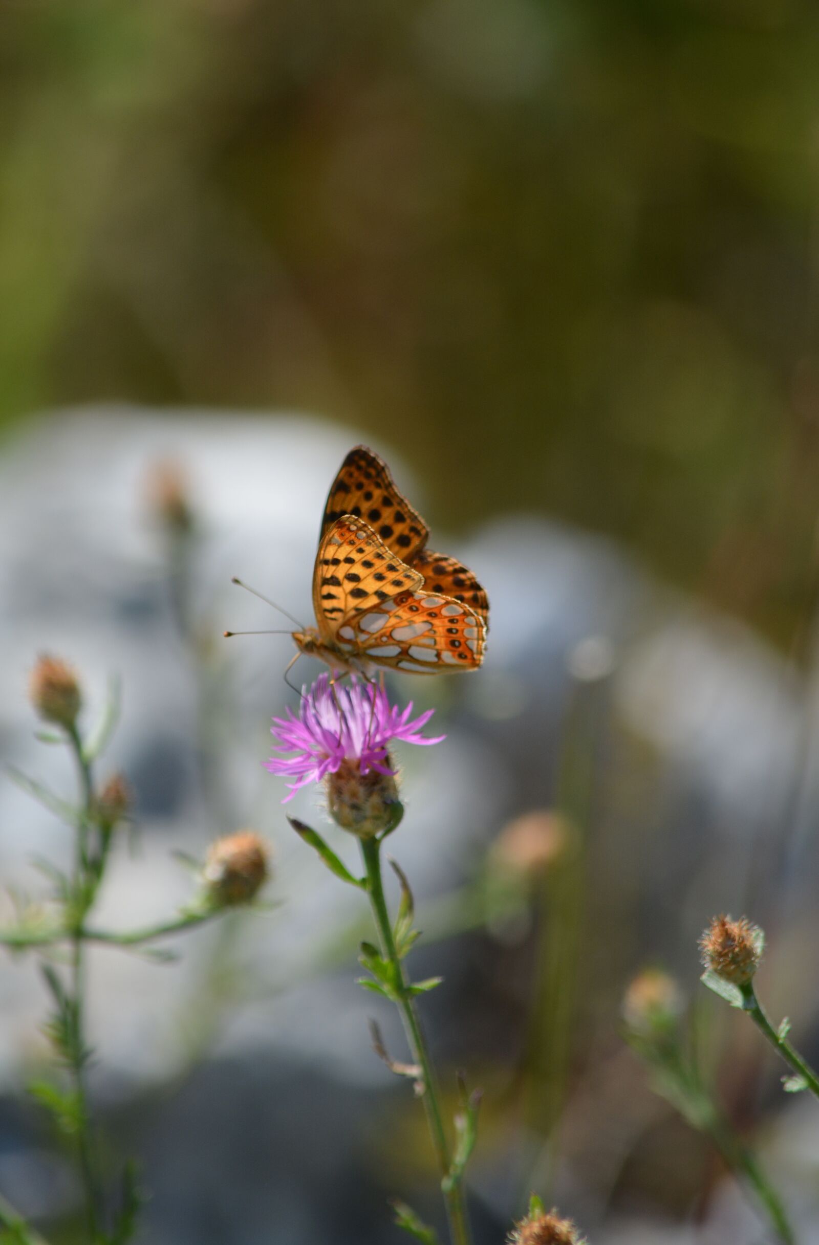 Nikon D5200 sample photo. Butterfly, macro, insect photography