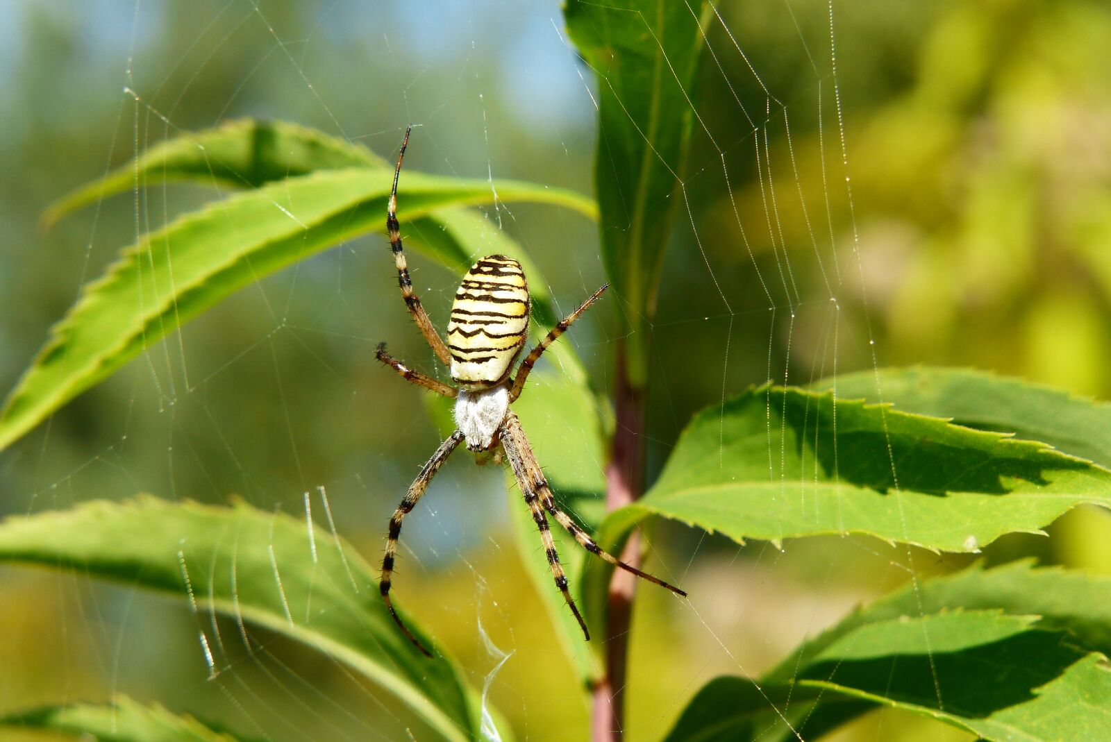 Panasonic Lumix DMC-FZ200 sample photo. Tygrzyk paskowany, arachnid, insect photography