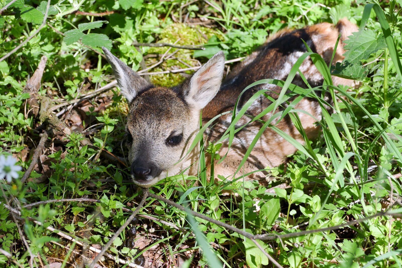 Panasonic Lumix DMC-FZ1000 sample photo. Fawn, roe deer, young photography