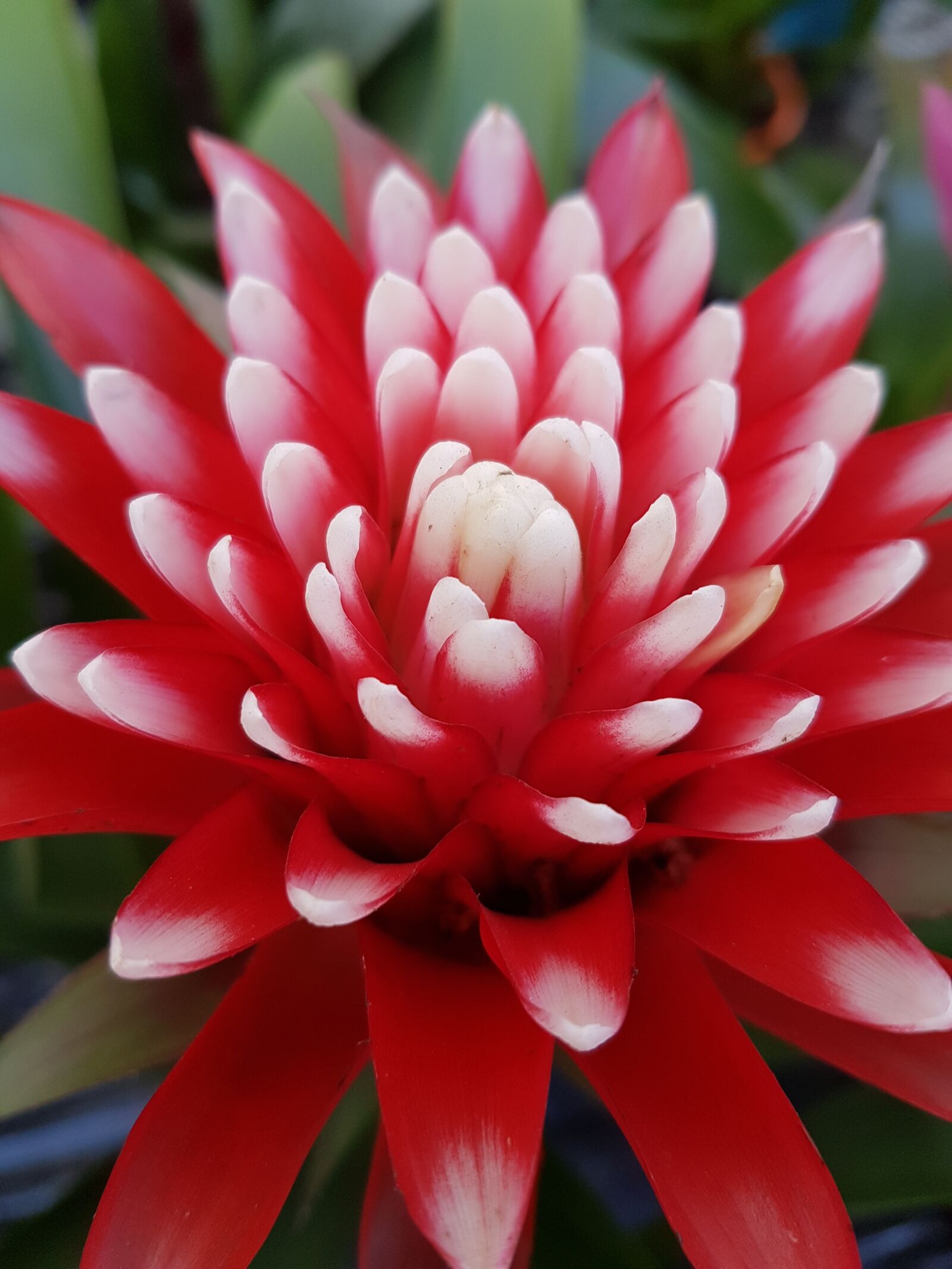 Samsung Galaxy S7 Edge sample photo. Flower, tropical, exotic photography