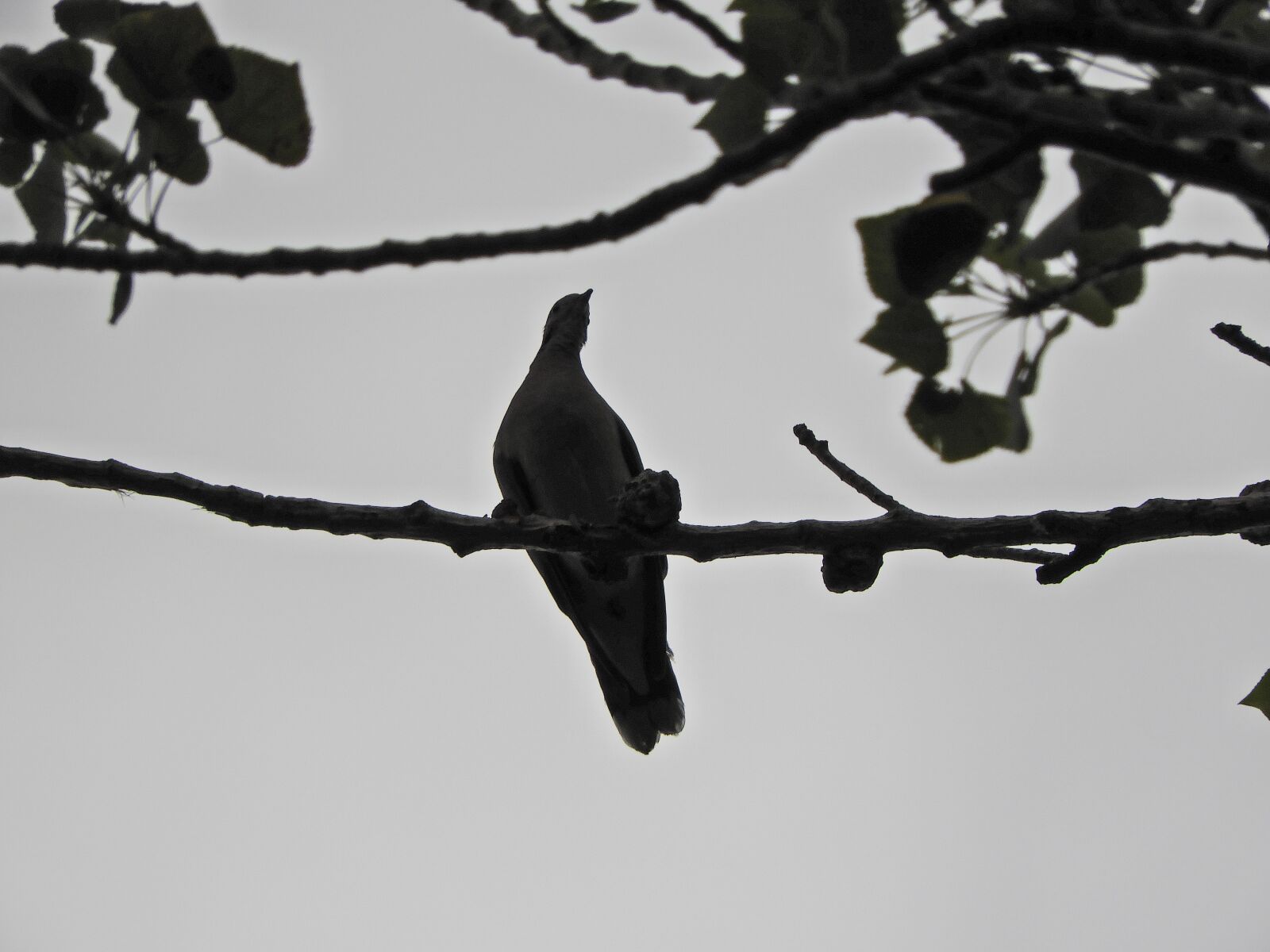 Nikon Coolpix B700 sample photo. Paloma, communal, birds photography