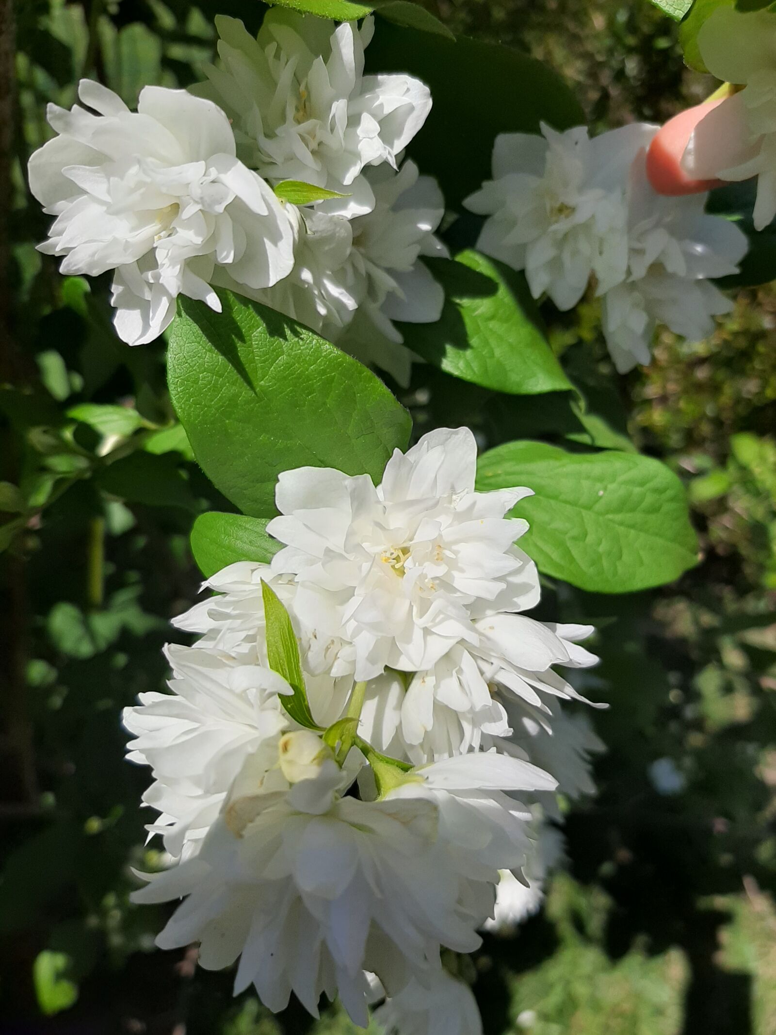 Samsung Galaxy A50 sample photo. Flowers, spring, nature photography
