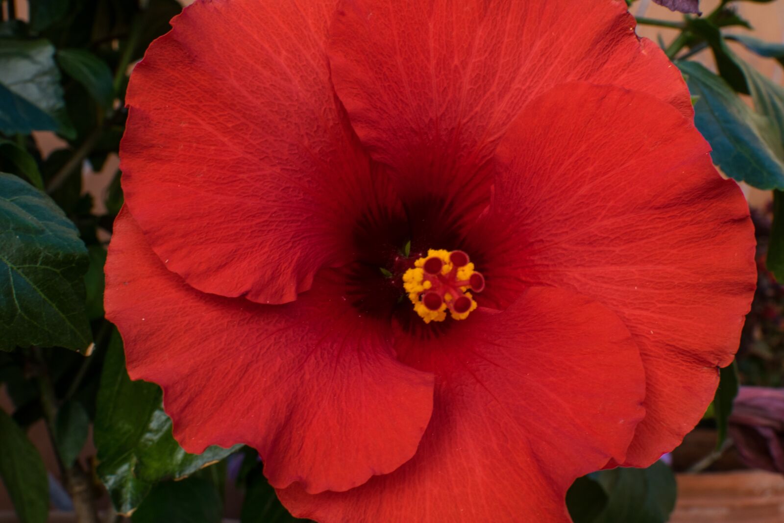 Nikon D3300 sample photo. Flower, petal, nature photography