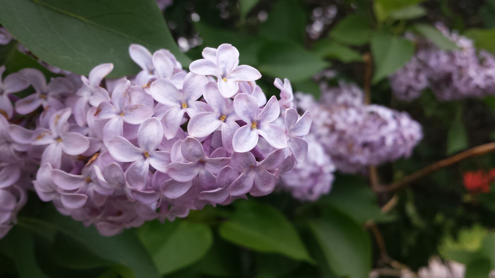 Samsung Galaxy S4 sample photo. Lilac, filter, flowers photography
