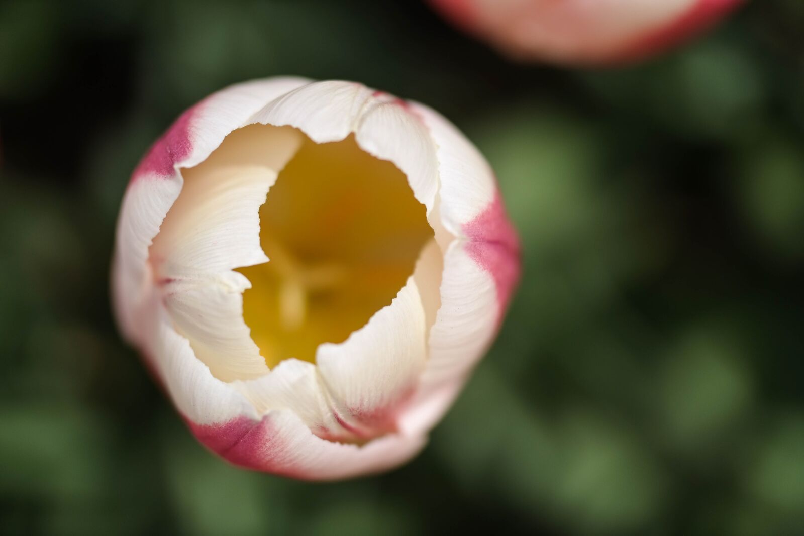Samsung NX300 sample photo. Flower, tulip, spring photography